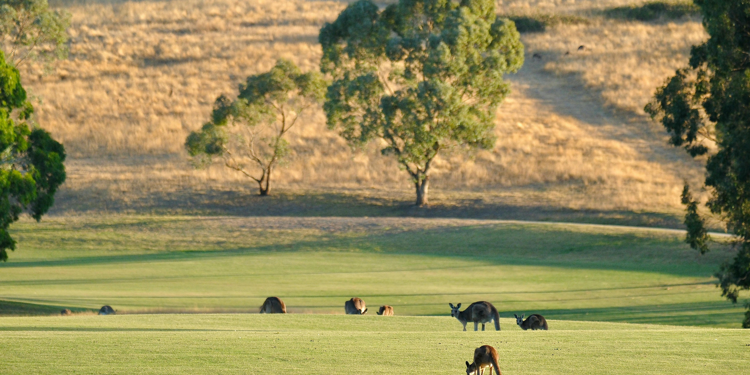 Grazing donkeys on a green grassy field with trees and dry hills in the background.