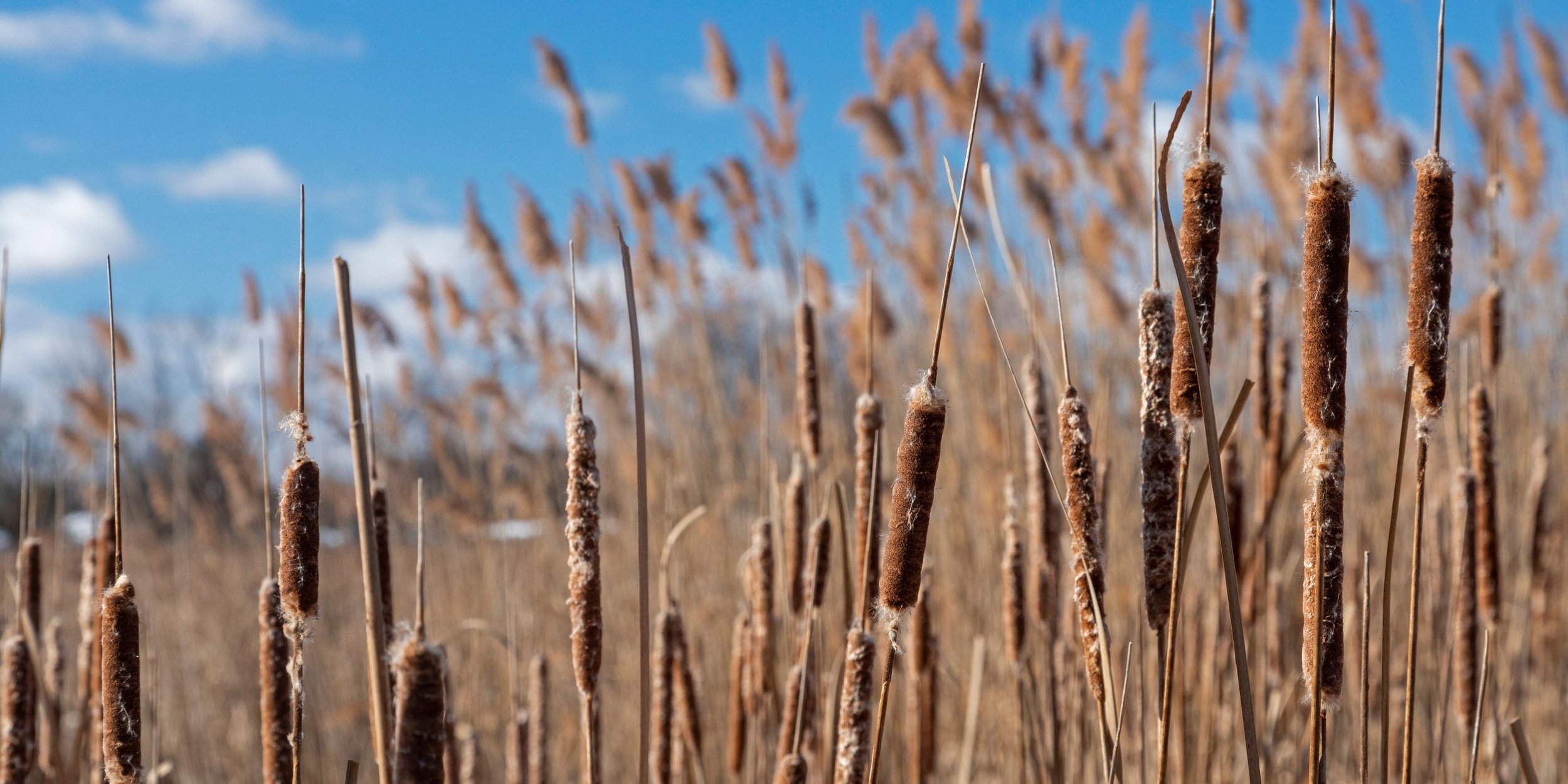 Close-up of dried cattails in a wetland with a blue sky and some clouds in the background.