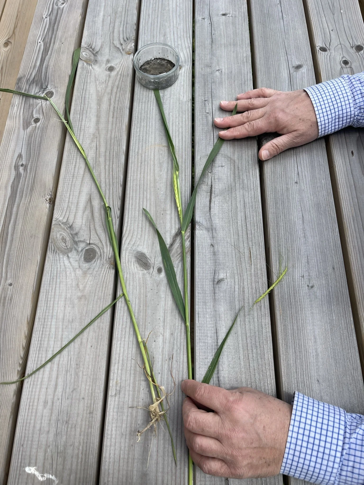 Deux mains manipulant une plante de blé sur une table en bois, avec un verre de sol ou d'engrais à proximité.