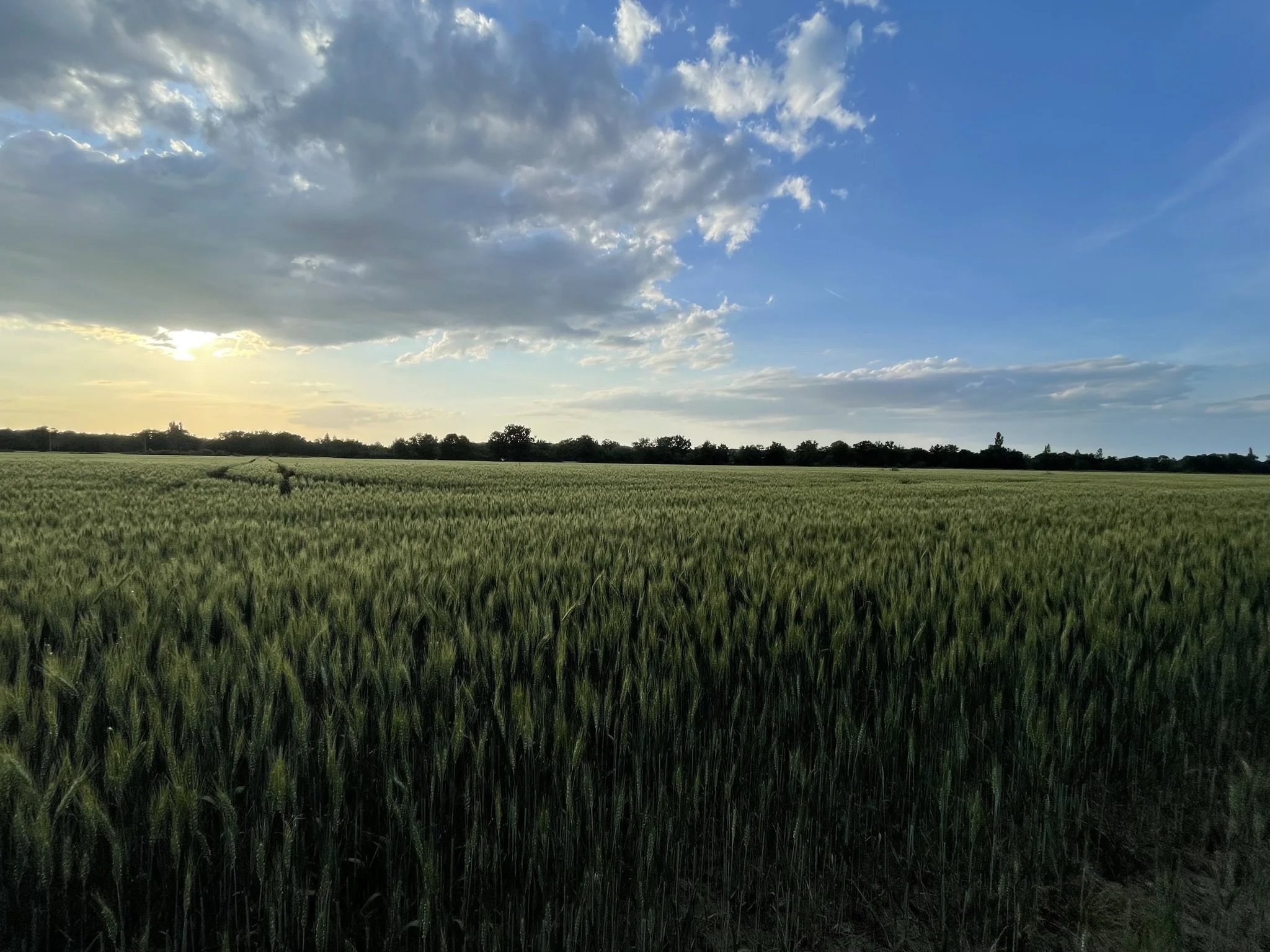 Champ de blé vert sous un ciel partiellement nuageux avec le soleil couchant à l'horizon.