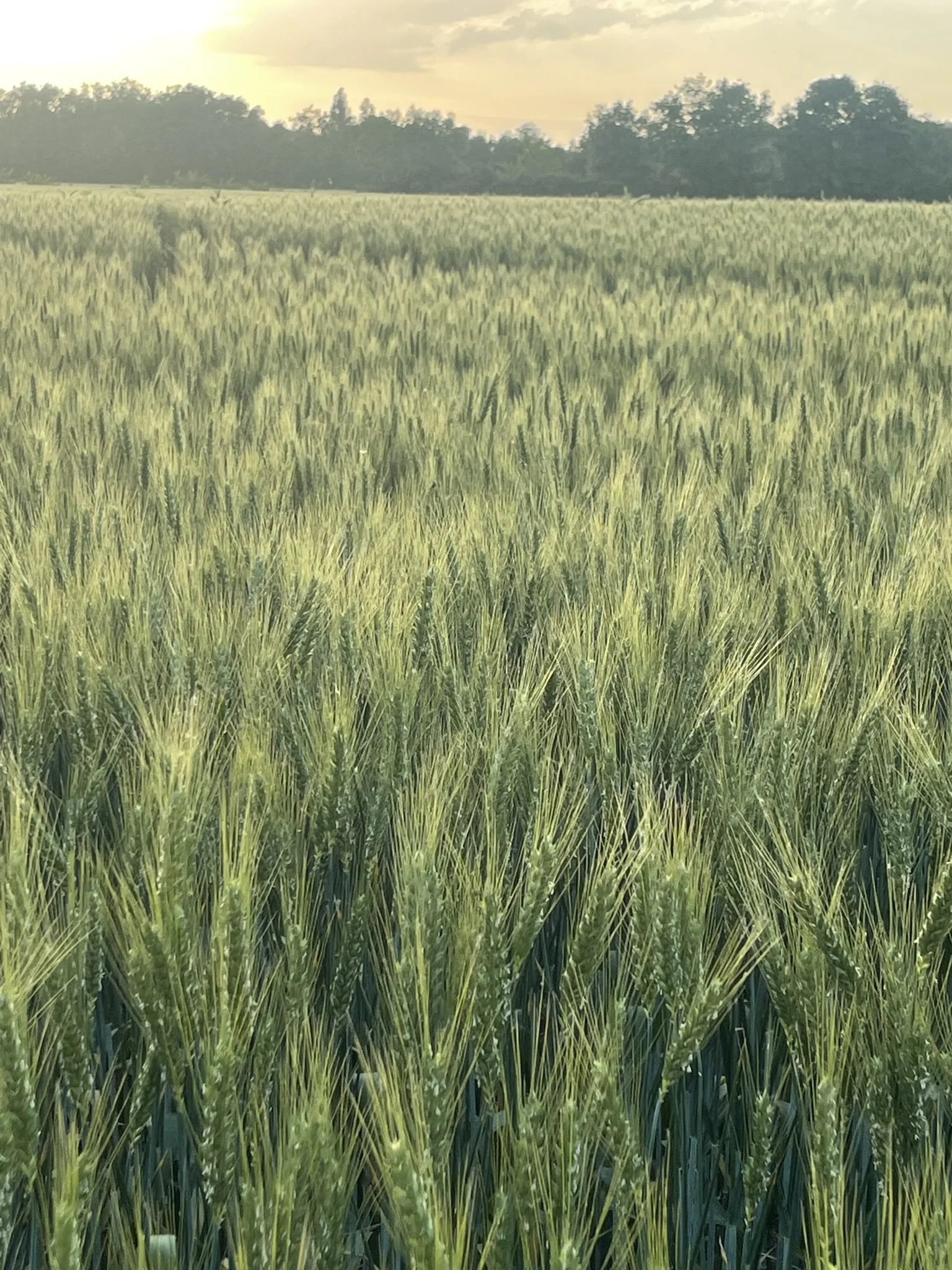 Champ de blé vert sous un ciel au coucher du soleil, avec des arbres à l'horizon.