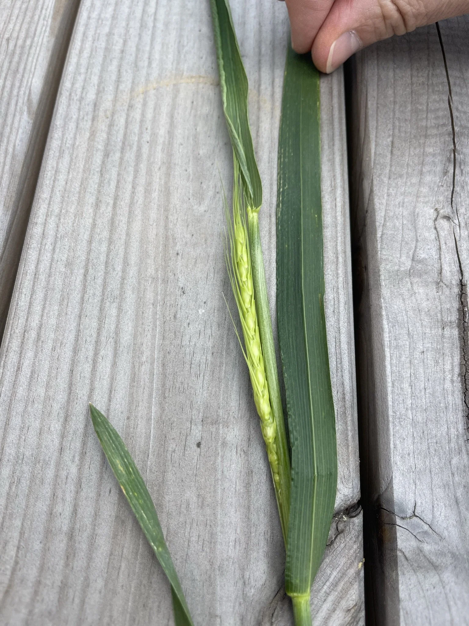 Grain de blé vert avec une personne tenant la tige, posé sur une surface en bois.