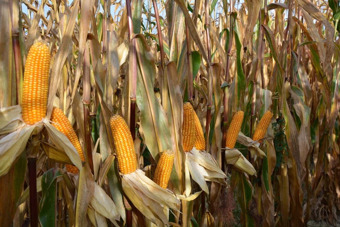 crop_corn_es_tourmaline_cobs_3_72dpi.jpg