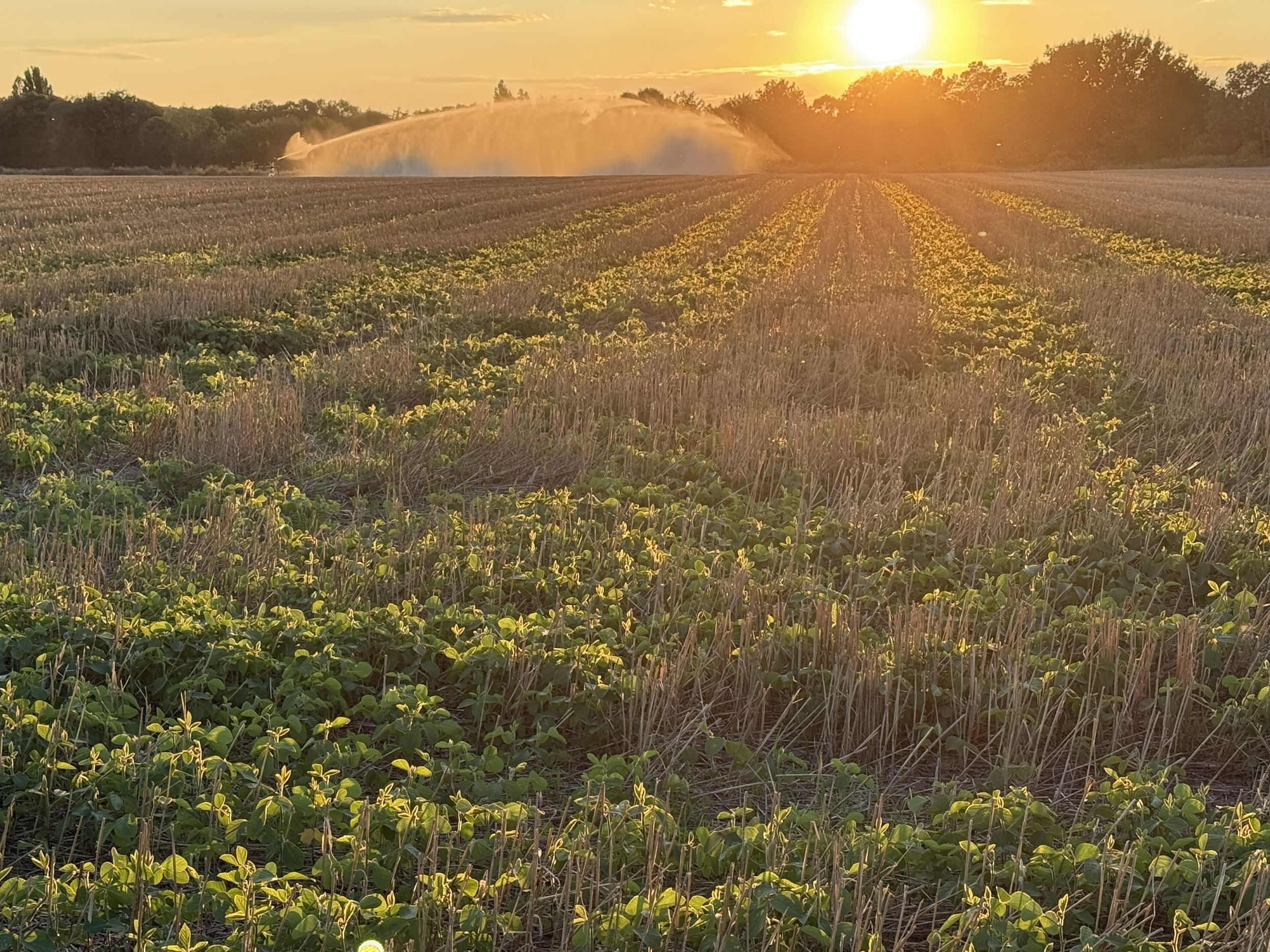 Champ de blé avec des jeunes pousses vertes, irrigation à l'arrosoir en arrière-plan, coucher de soleil en arrière-plan
