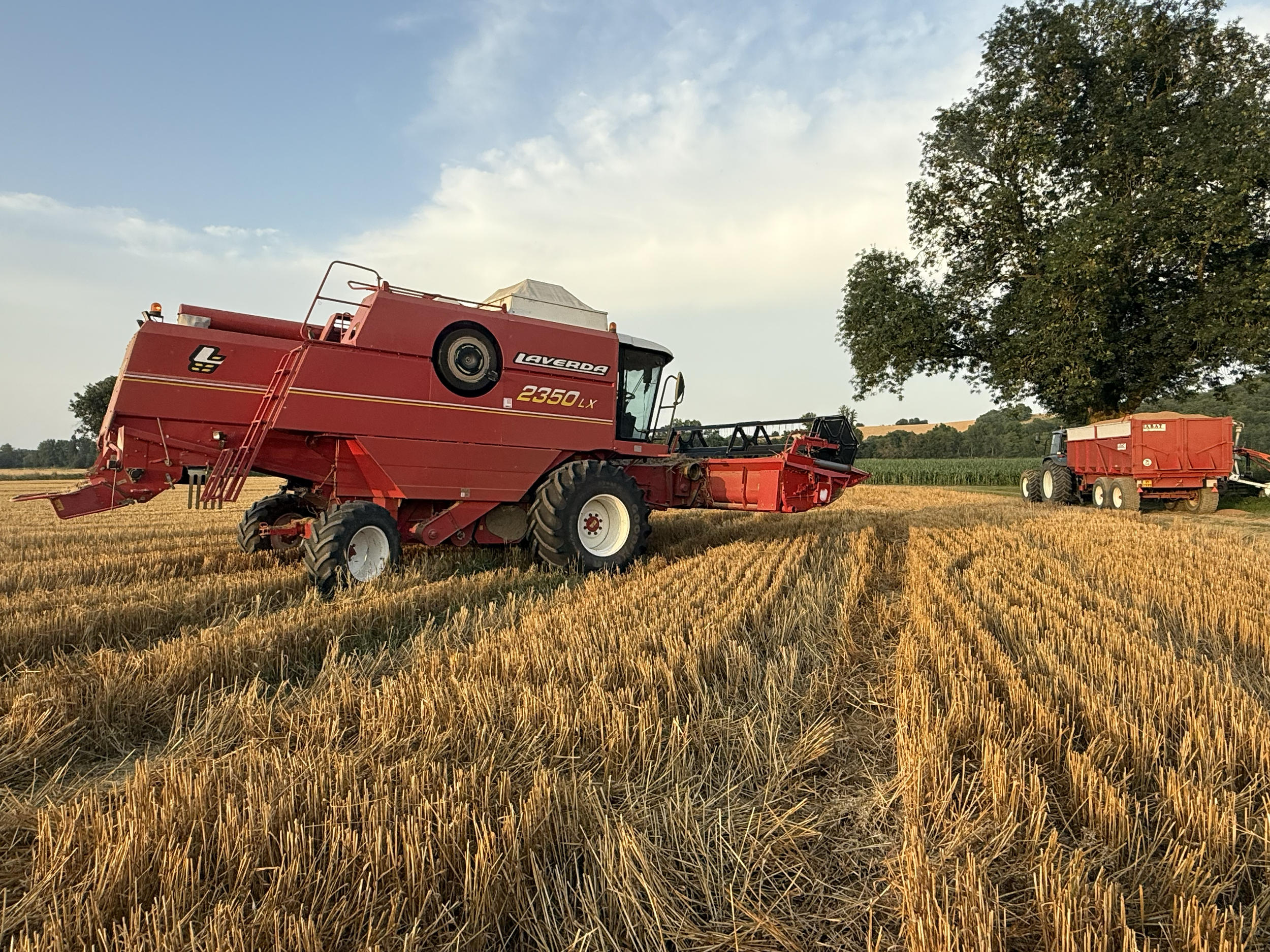 Moissonneuse agricole rouge dans un champ de blé doré au coucher du soleil, avec un arbre en arrière-plan.