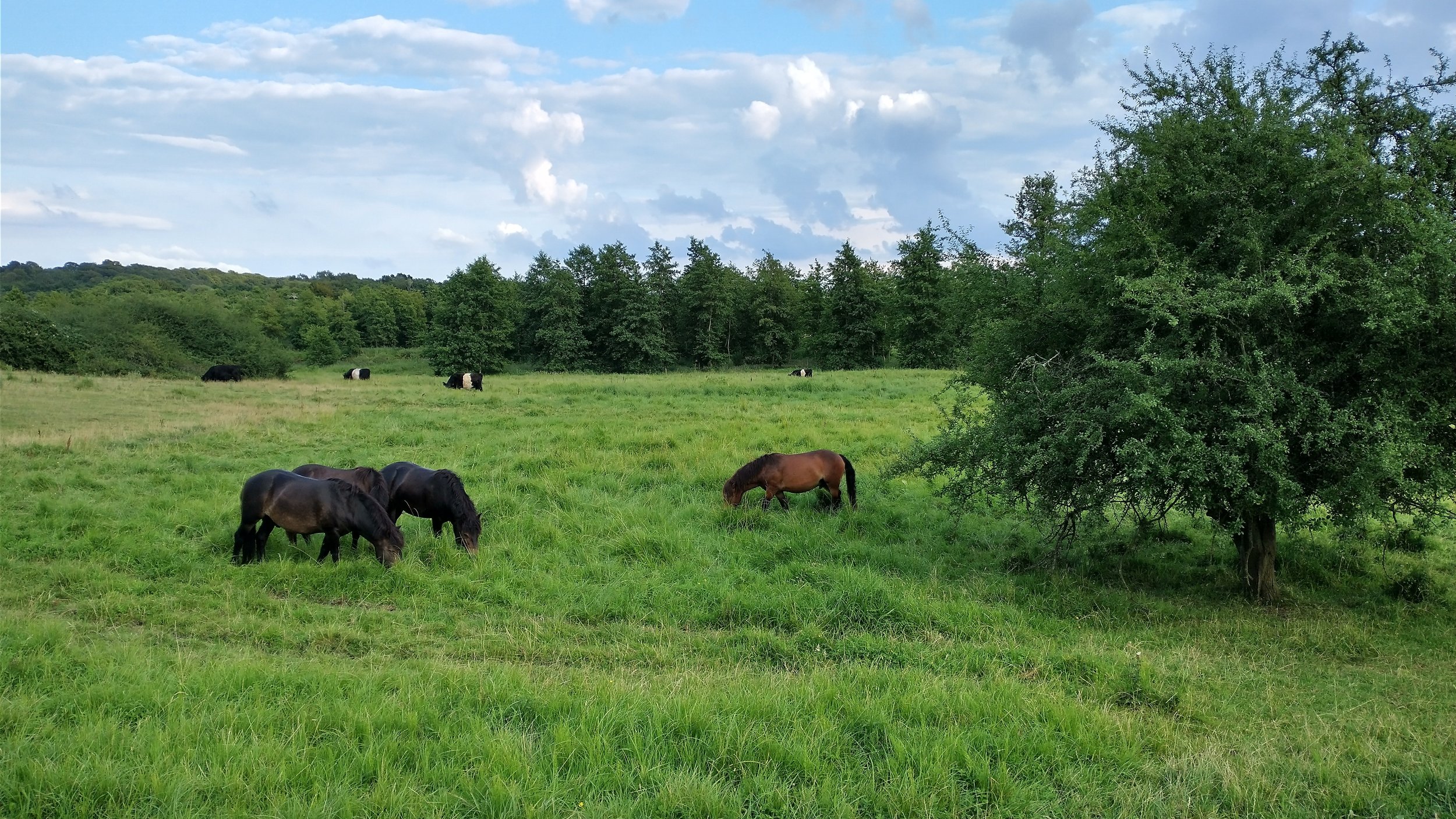 Græsning med hårdføre græssere 