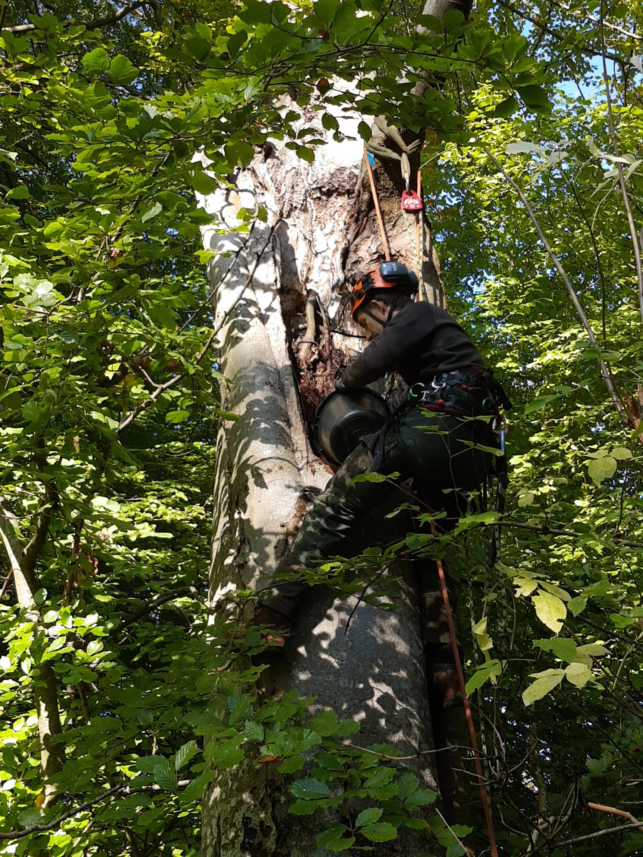 Person, der klatrer op i et stort træ med mange grene mod en overskyet himmel.