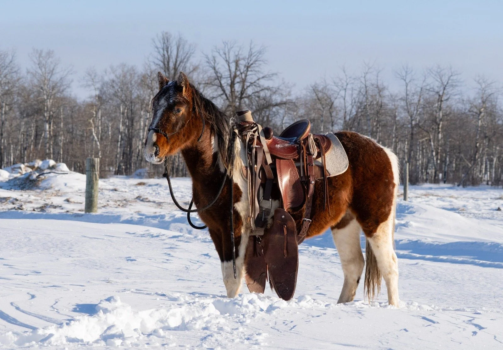 Nokoni - A wild colt from Alberta that is now a part of Arthurs personal string. This will be his first year in work. 