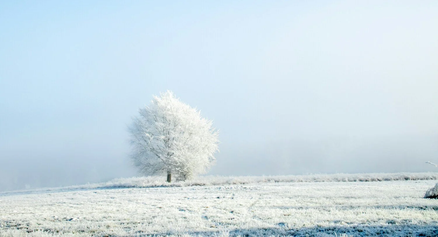 Snow-covered tree in a winter landscape