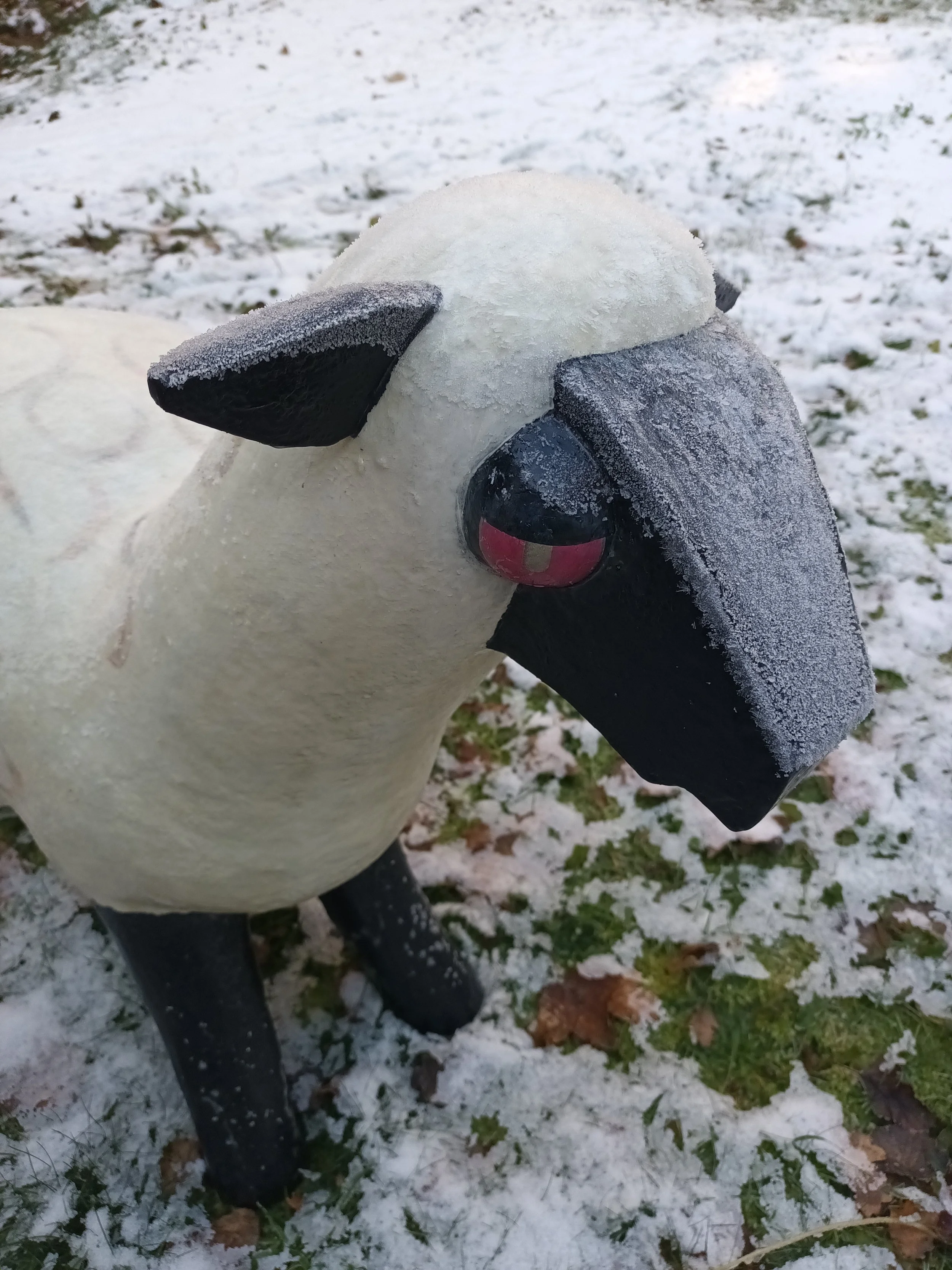 sheep.jpg