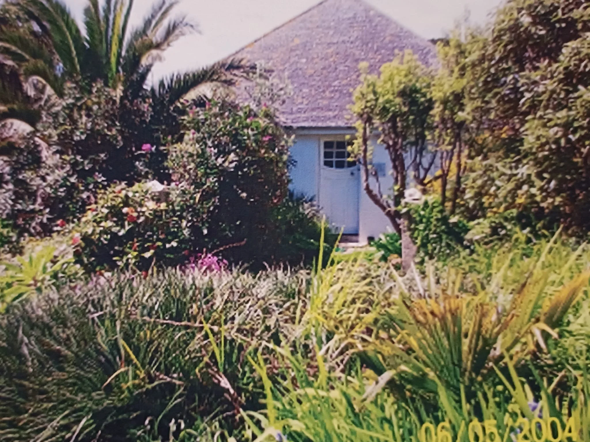 the palms.jpg