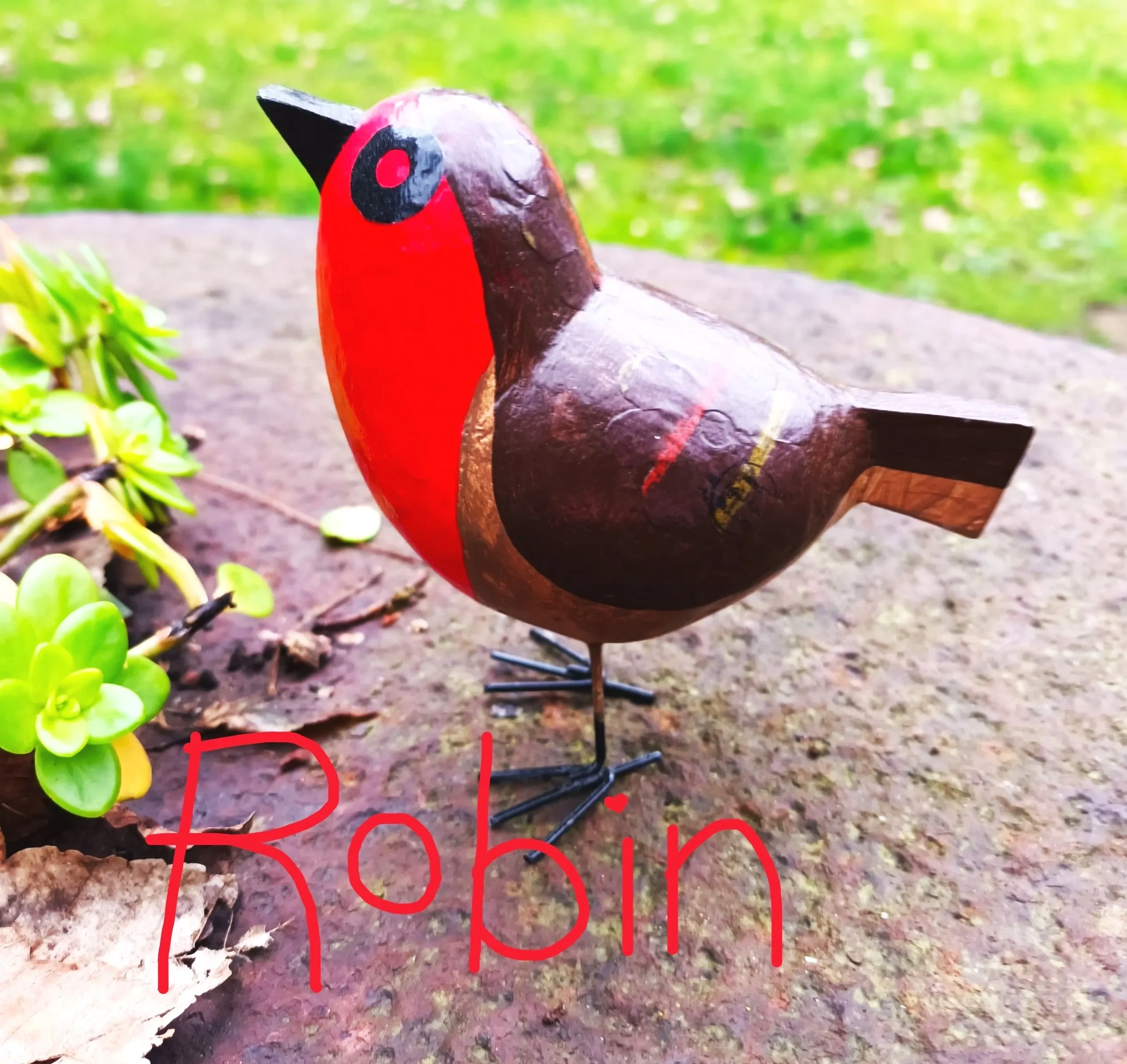 Robin+%282%29.jpg