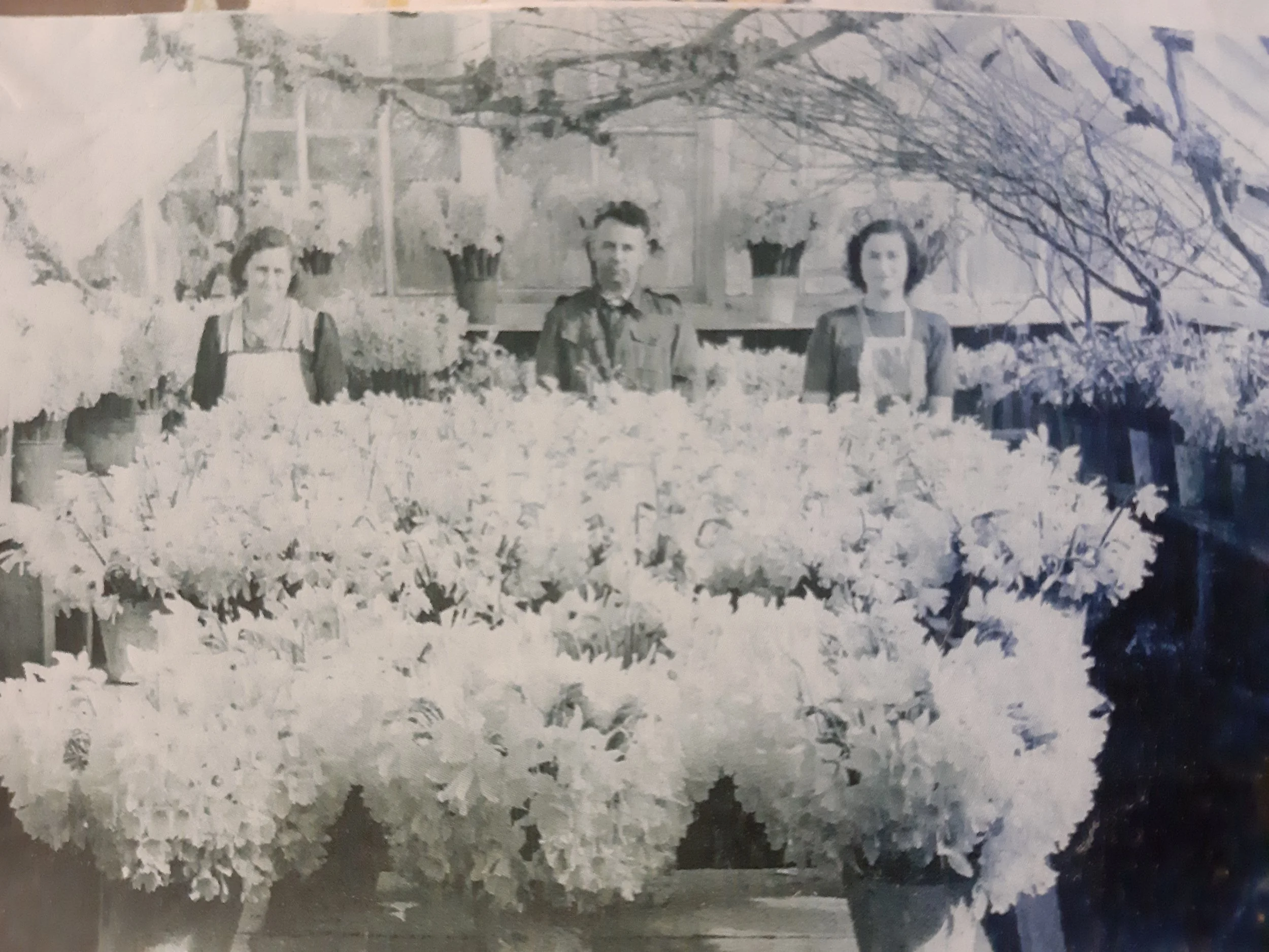 Grandad, granny and June harvesting daffodils