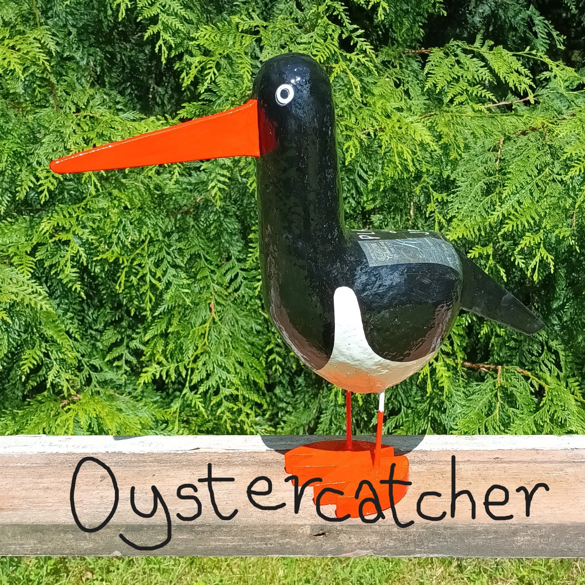 Oystercatcher (Medium)