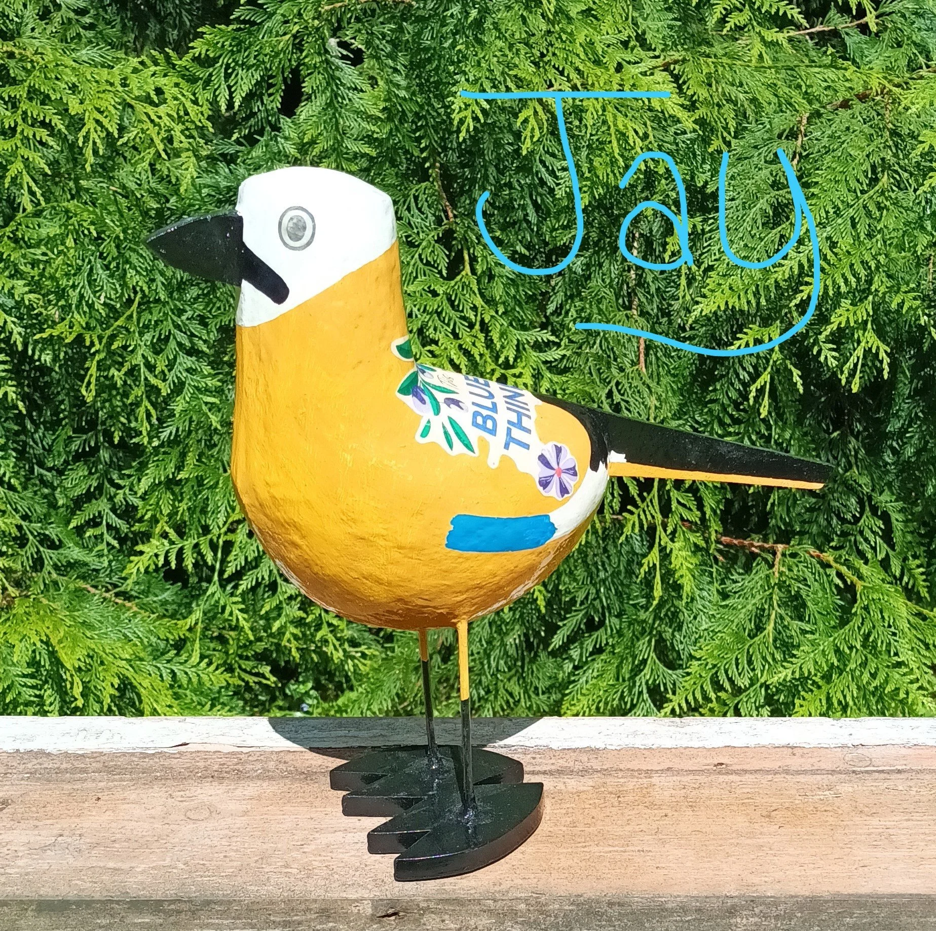 Jay (Medium)