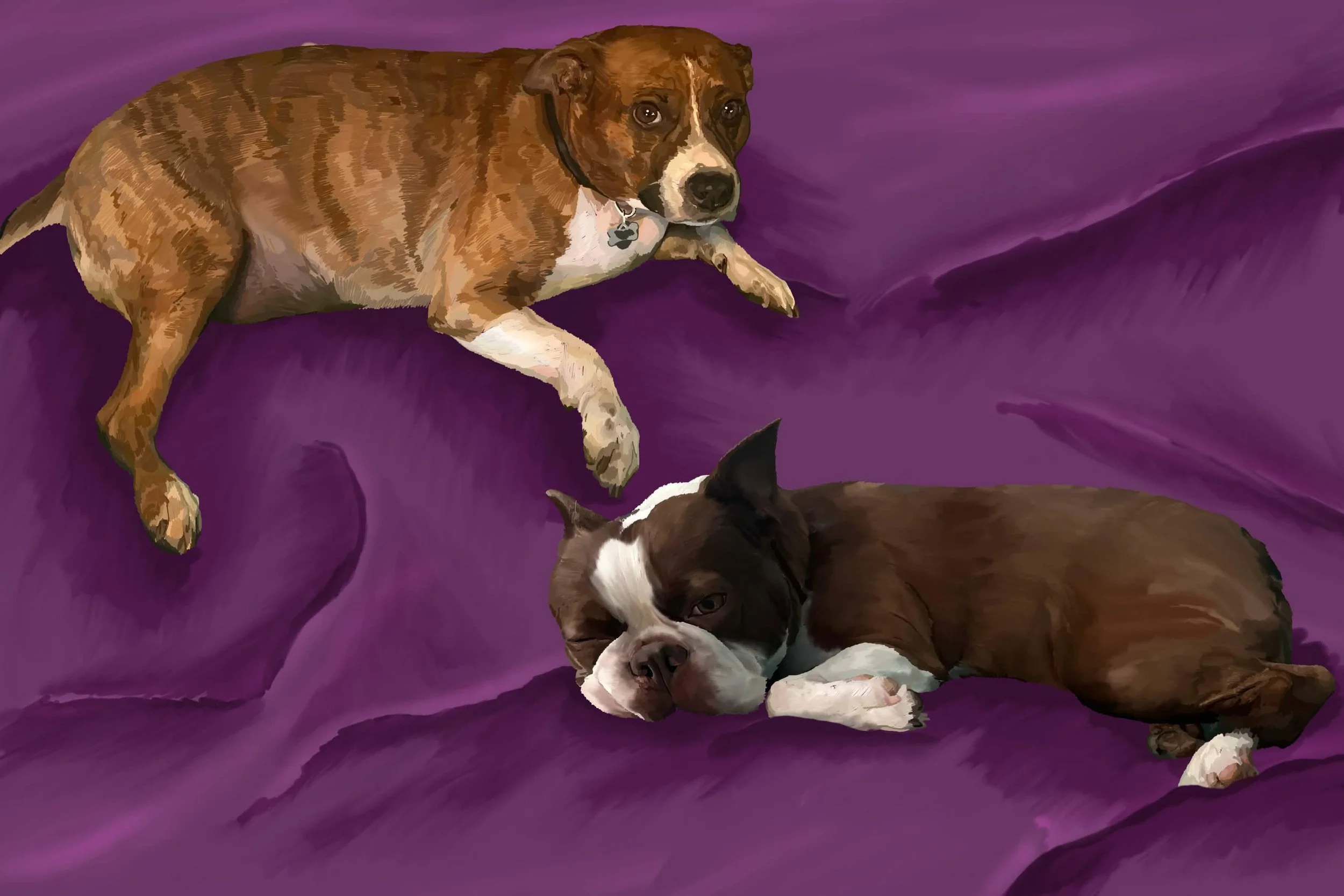 Pet Portrait Commission 