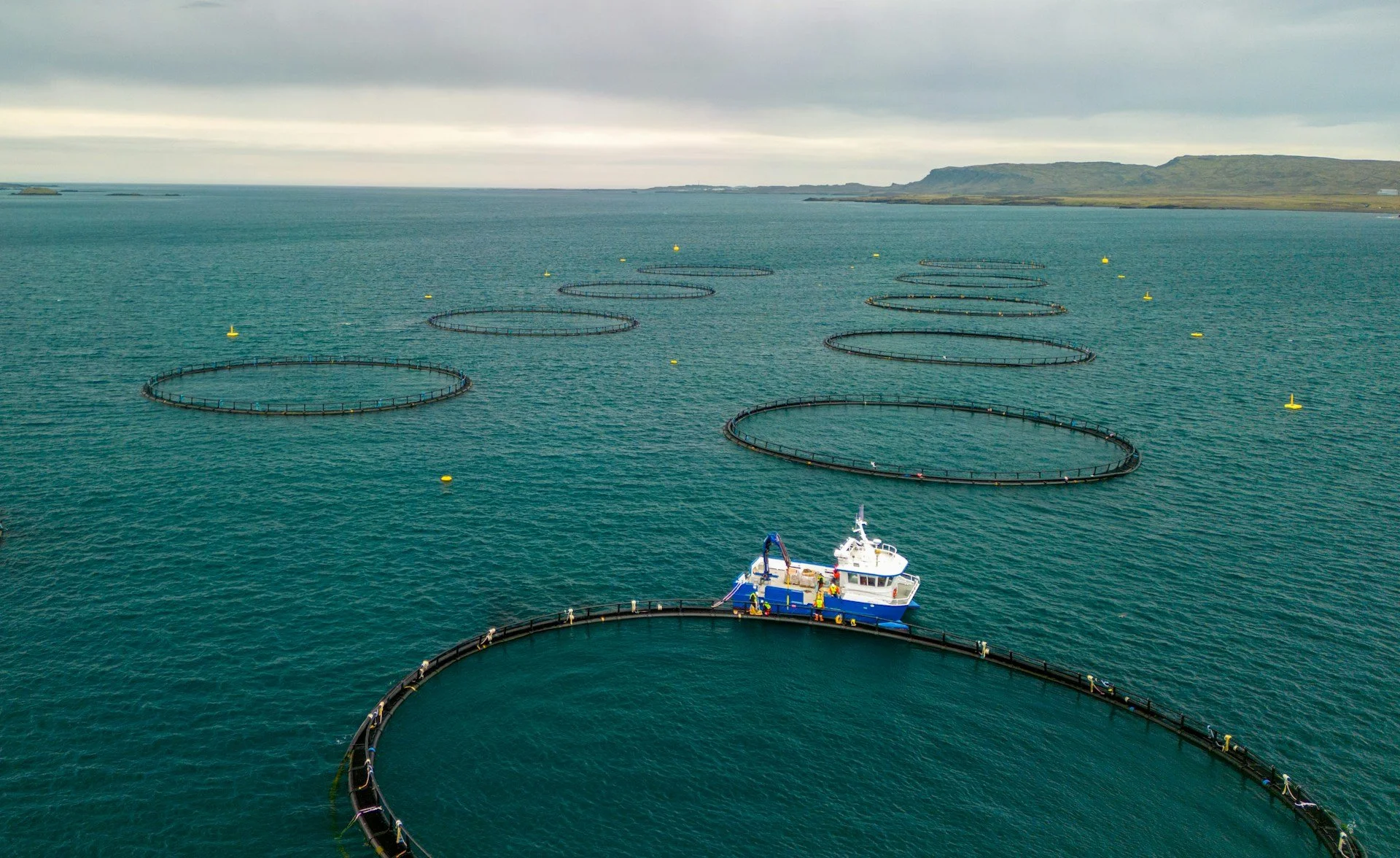 Aquaculture Licenses: Auction Design &amp; Implementation