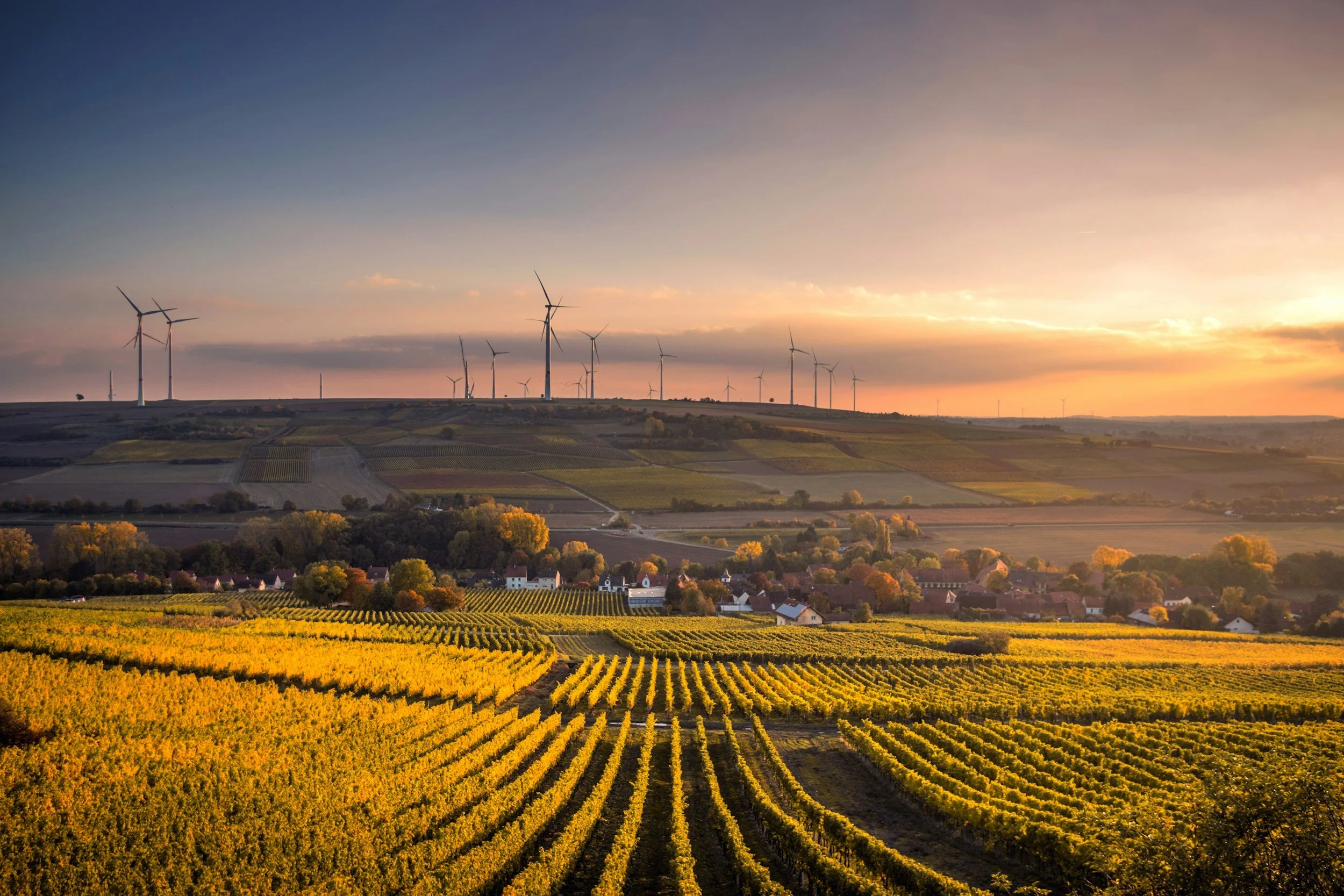 A landscape view of a vineyard at sunset with wind turbines on a hill in the background.
