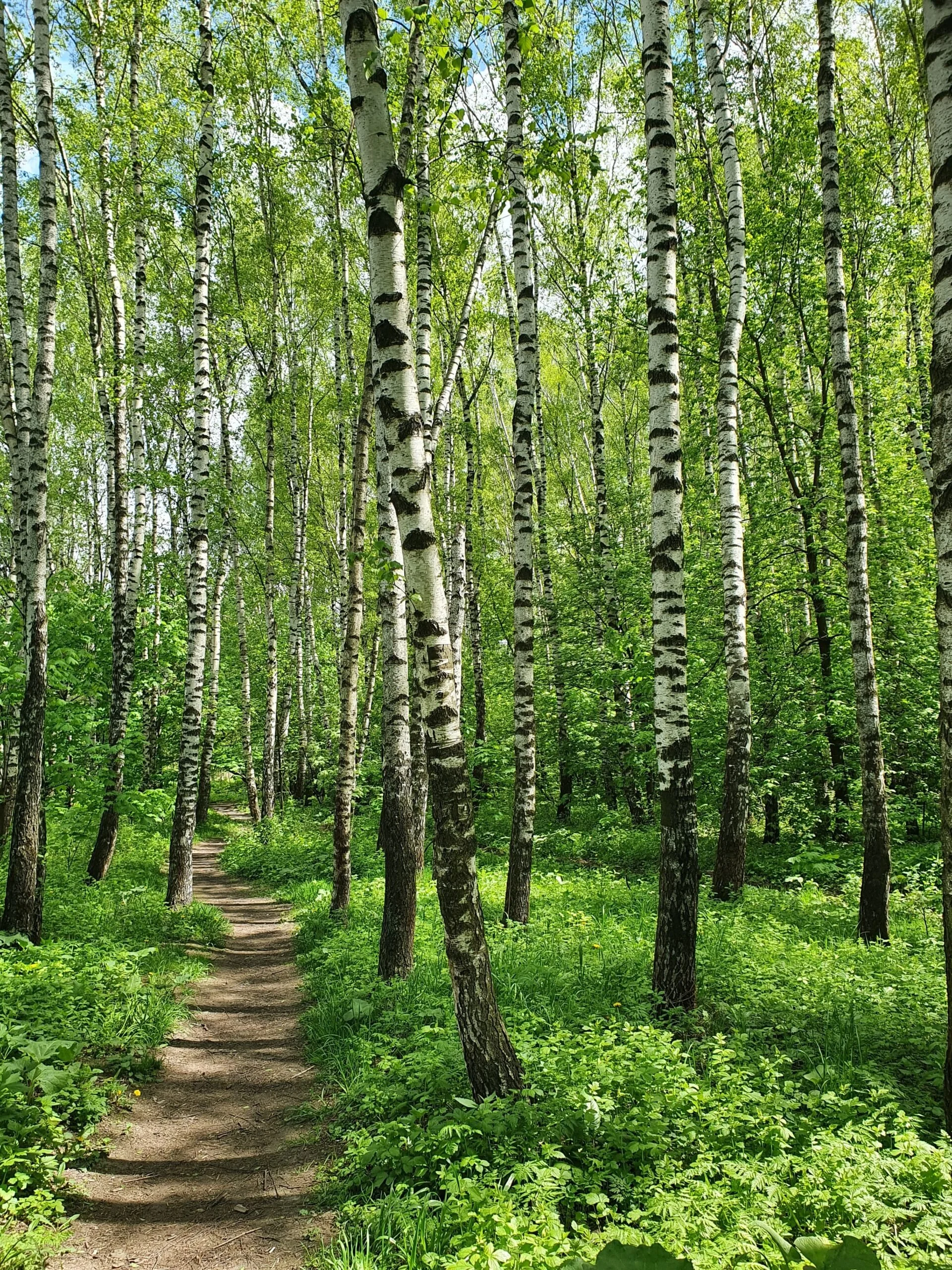 Decarbonisation of the Nordics