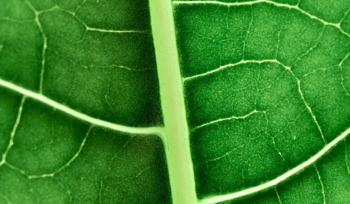 The potentials of bio solutions