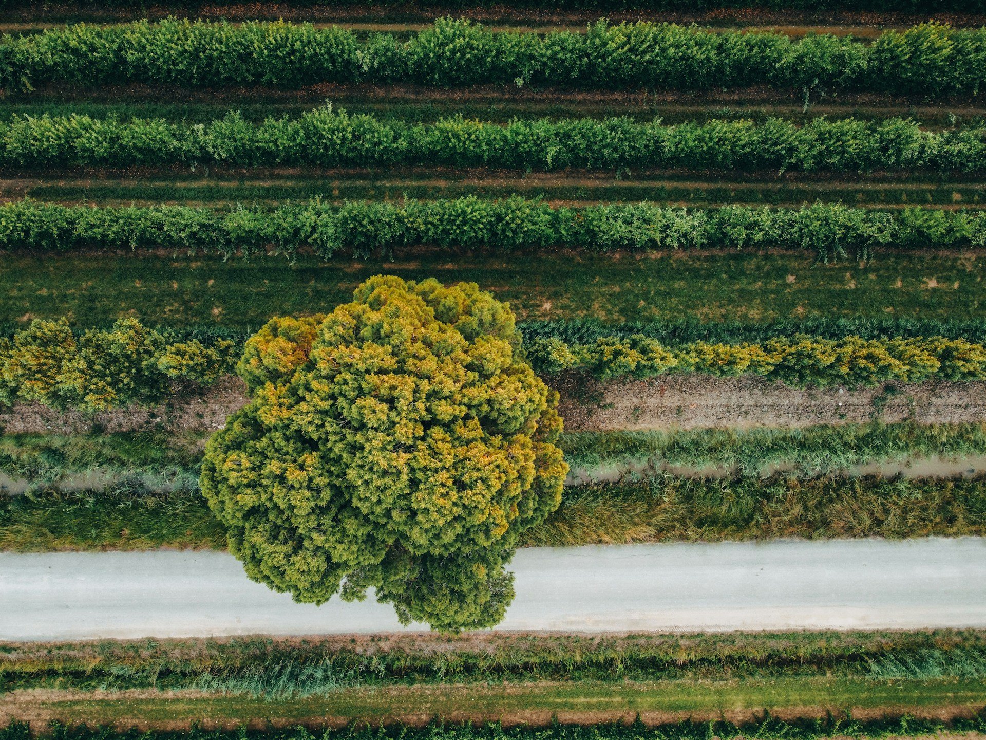 The role of carbon credits in an affordable green transition