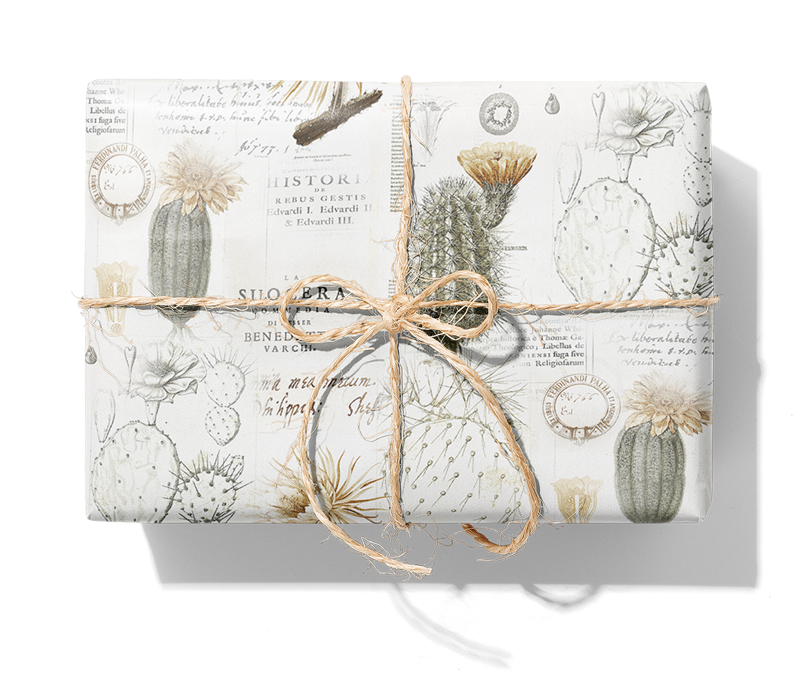 22201 Cactus_1140_Paket.png