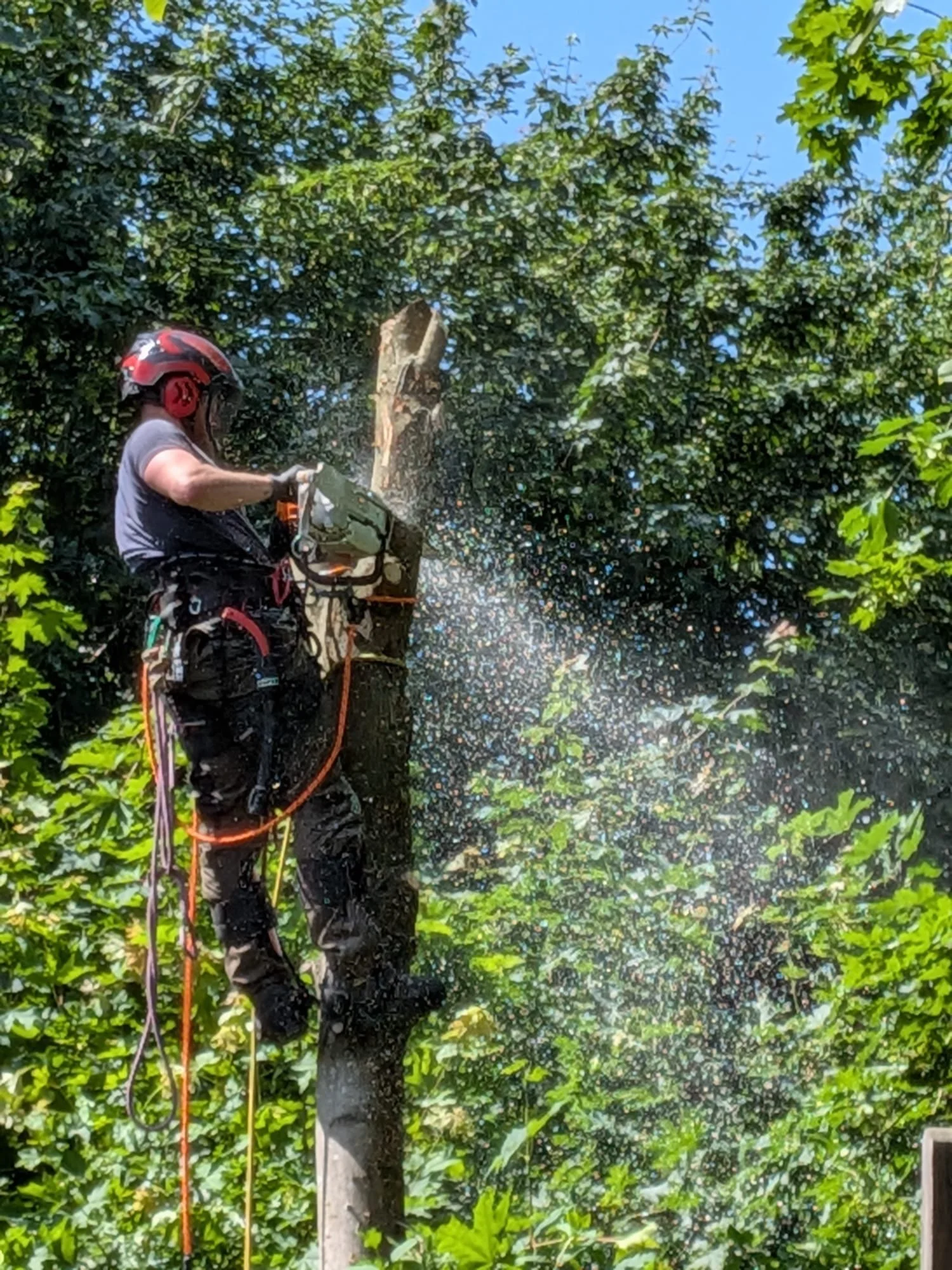 Professionelle Baumfällarbeiten aus Petershagen