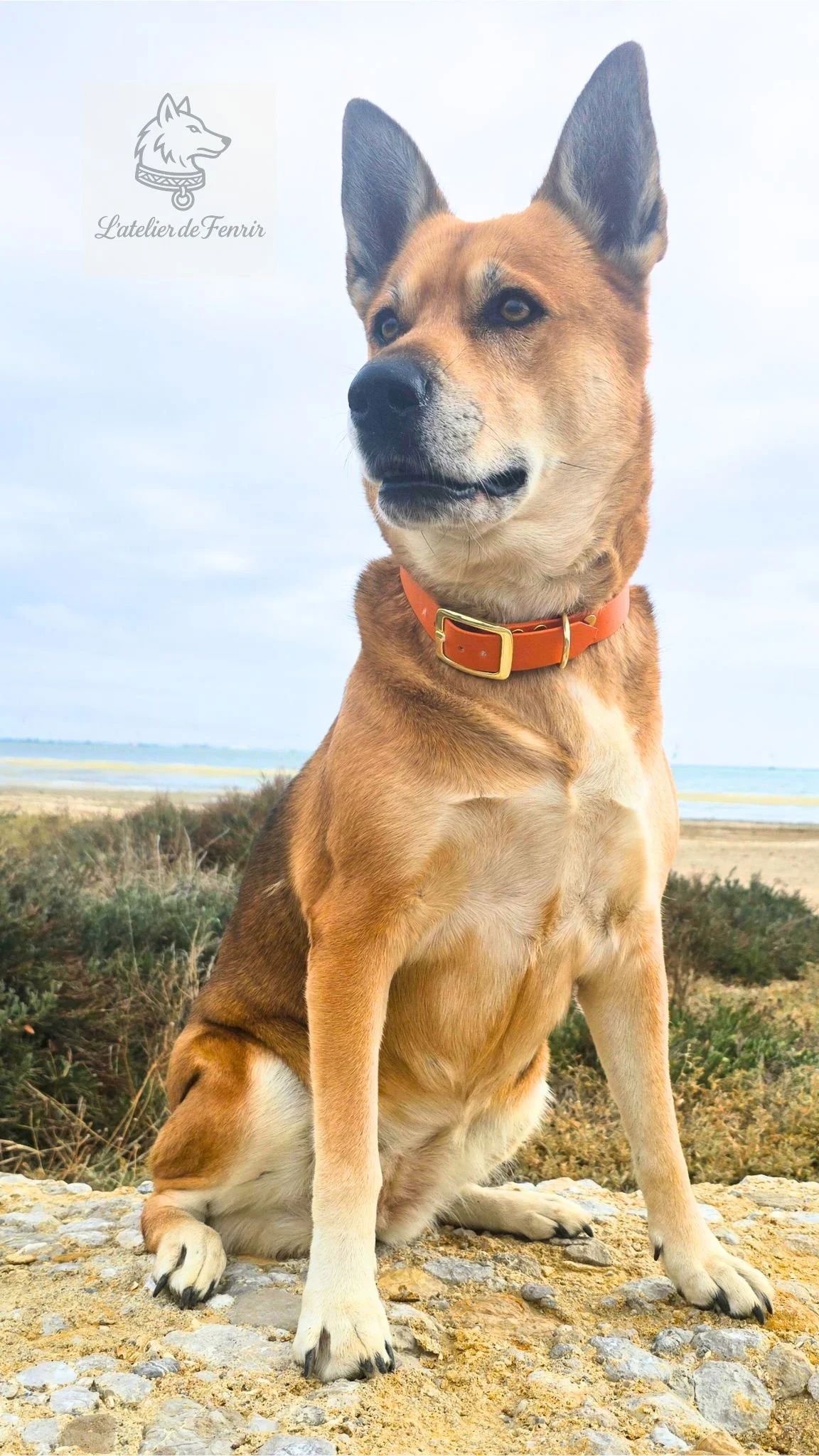 Design sans titre.jpg