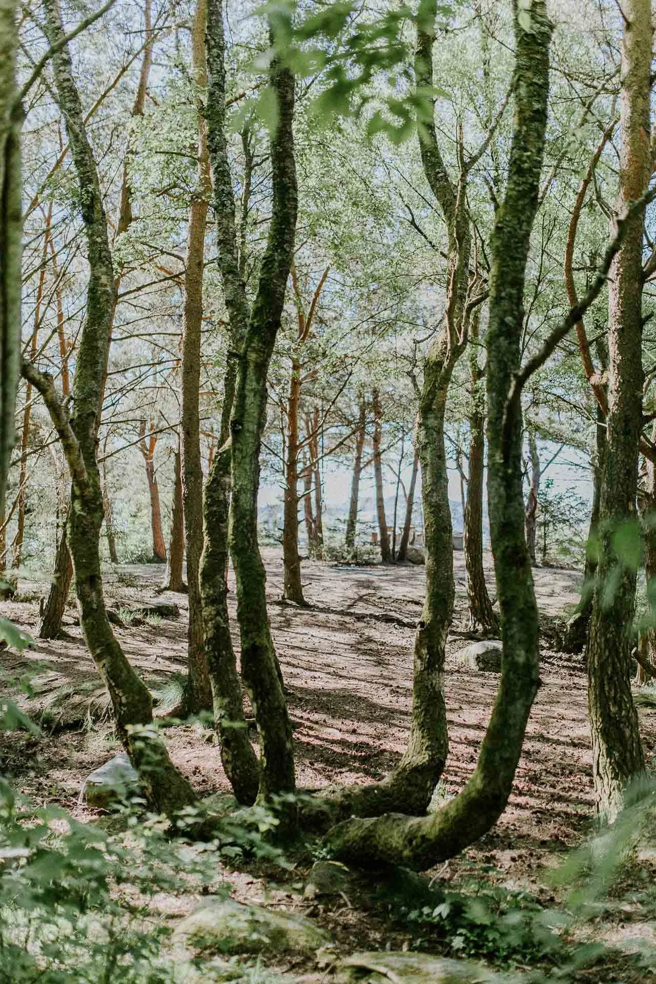 Skog bilde trær grønt naturlig lys, reklamefotografering for stavanger kommune, områdesatsingen på kvernevik tatt på sommeren
