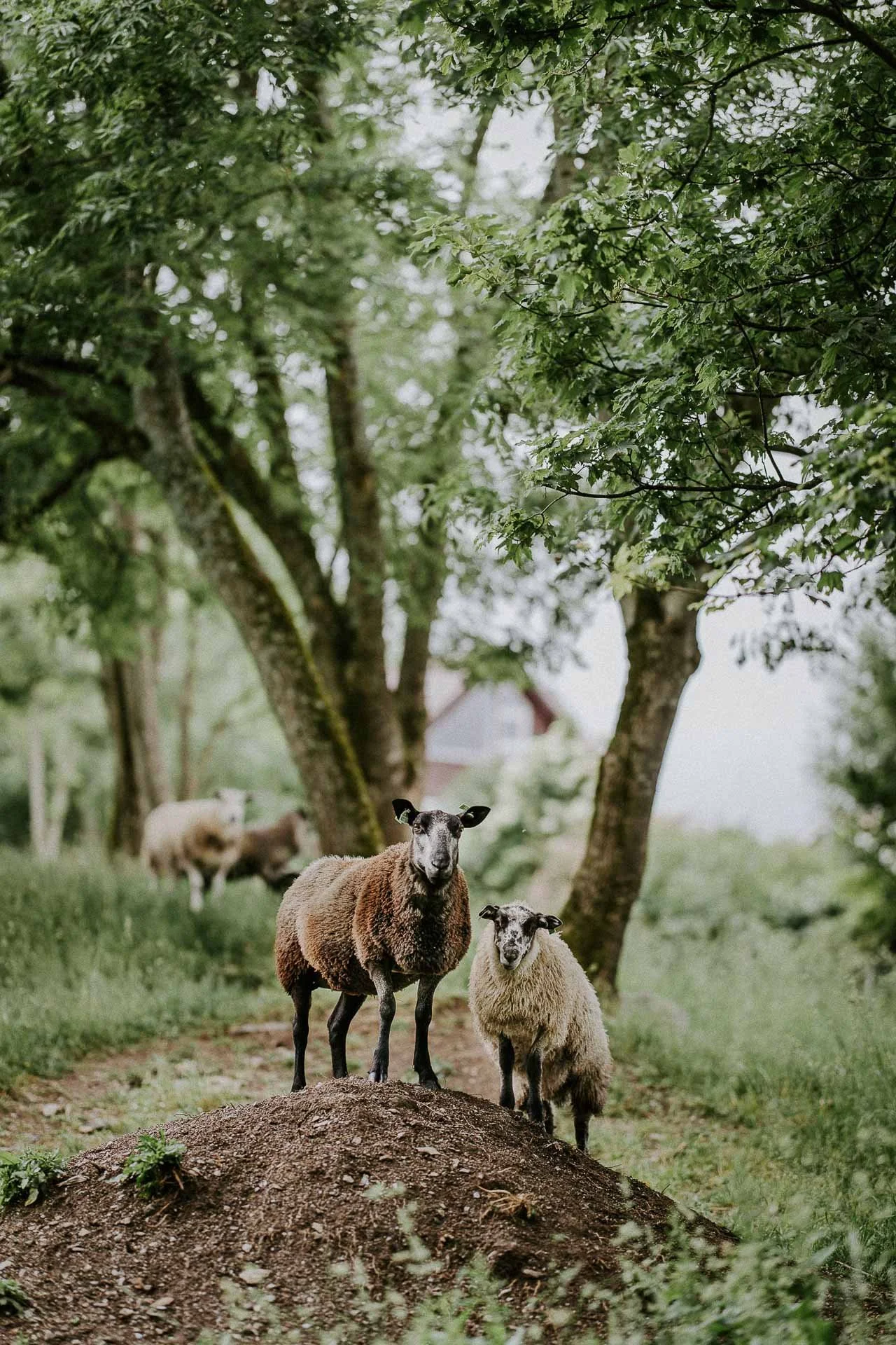 To sauer som står på haug og ser i kamera mye grønt og trær i bakgrunnen og flere sauer de ser litt strenge ut og den ene stampet med foten til meg når bildet ble tatt naturlig lys, reklamefotografering for stavanger kommune, områdesatsingen i hillev