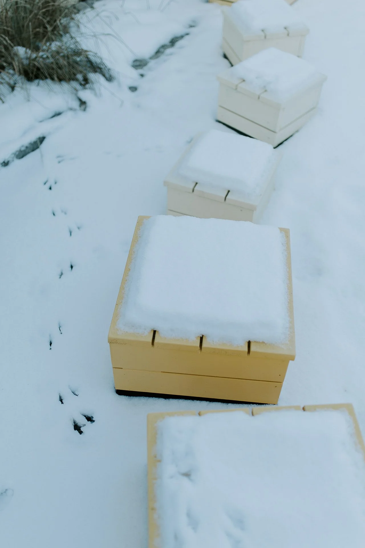 Bilde av gule bokser og fottrinn i snø fra fugler naturlig lys, reklamefotografering for stavanger kommune, områdesatsingen på Storhaug tatt på vinteren i snø og lav sol