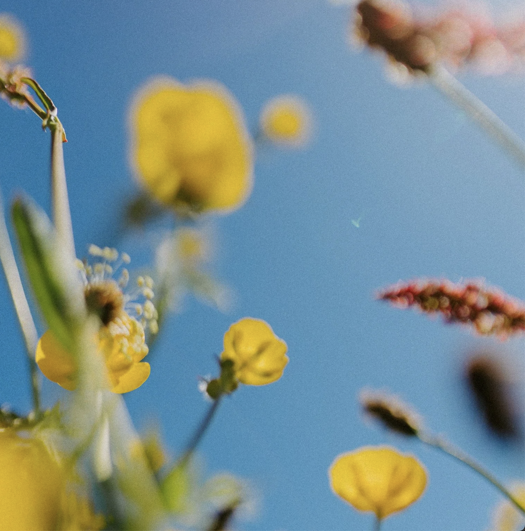 Nærbilde av gule blomster mot blå himmel, med rosa og brune blomster lett ute av fokus i bakgrunnen.