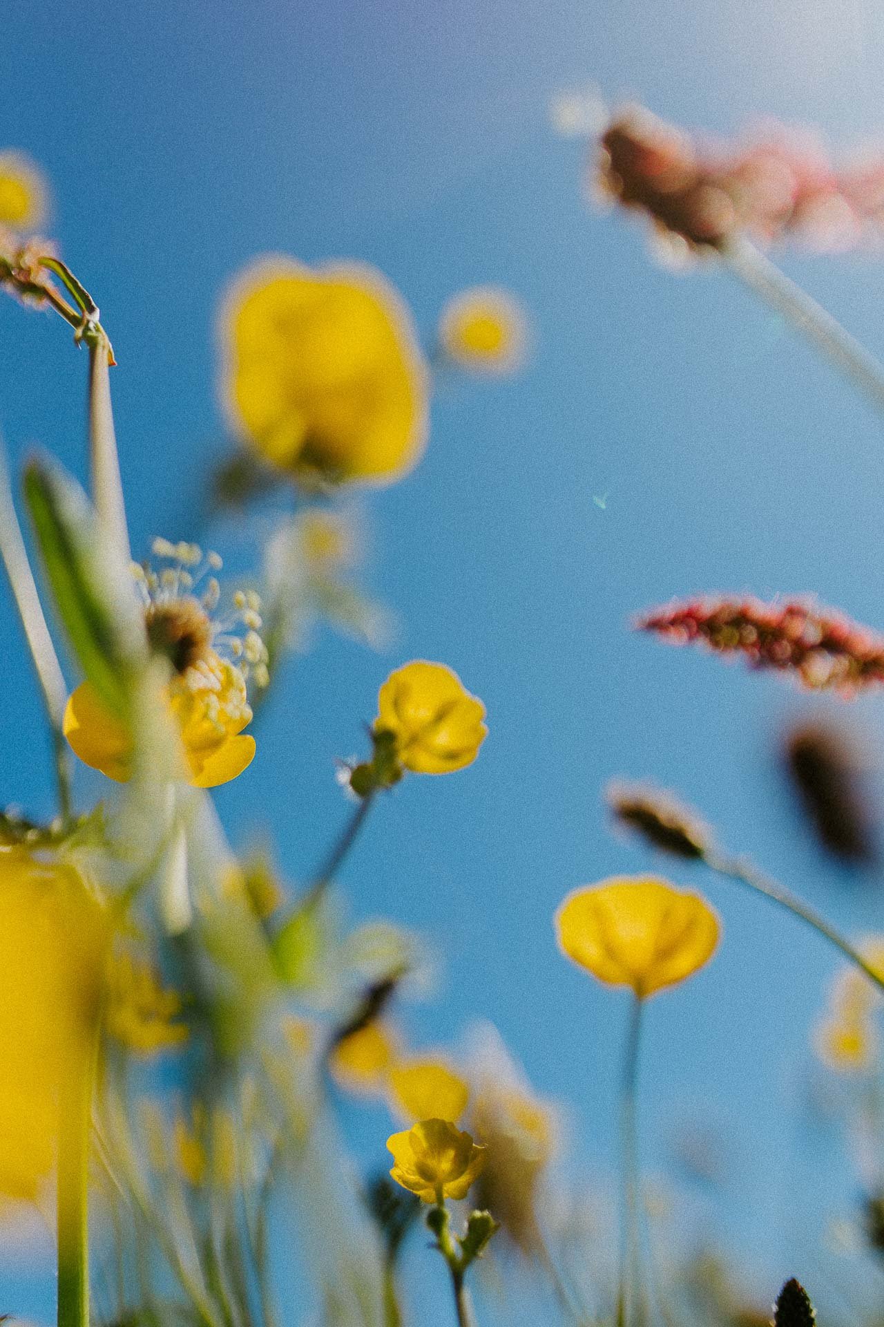 Blomster fotografert underfra gule og røde mot blå himmel naturlig lys, reklamefotografering for stavanger kommune, områdesatsingen på kvernevik tatt på sommeren
