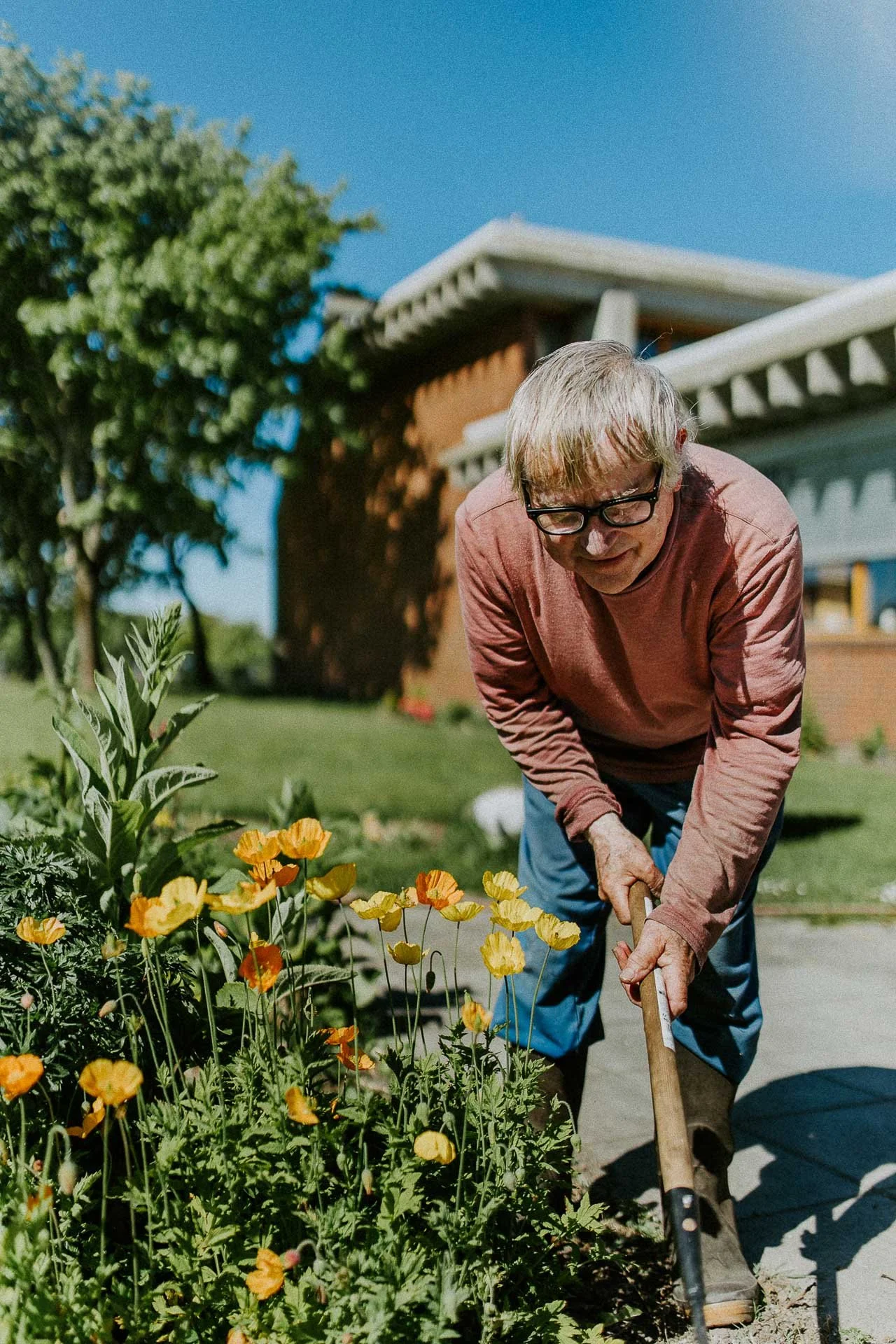 Gartner som graver i blomster oransje blomster venstre side han har en rosa genser på og briller ser konsentrert ut bygg i bakgrunnen og trær naturlig lys, reklamefotografering for stavanger kommune, områdesatsingen på kvernevik tatt på sommeren