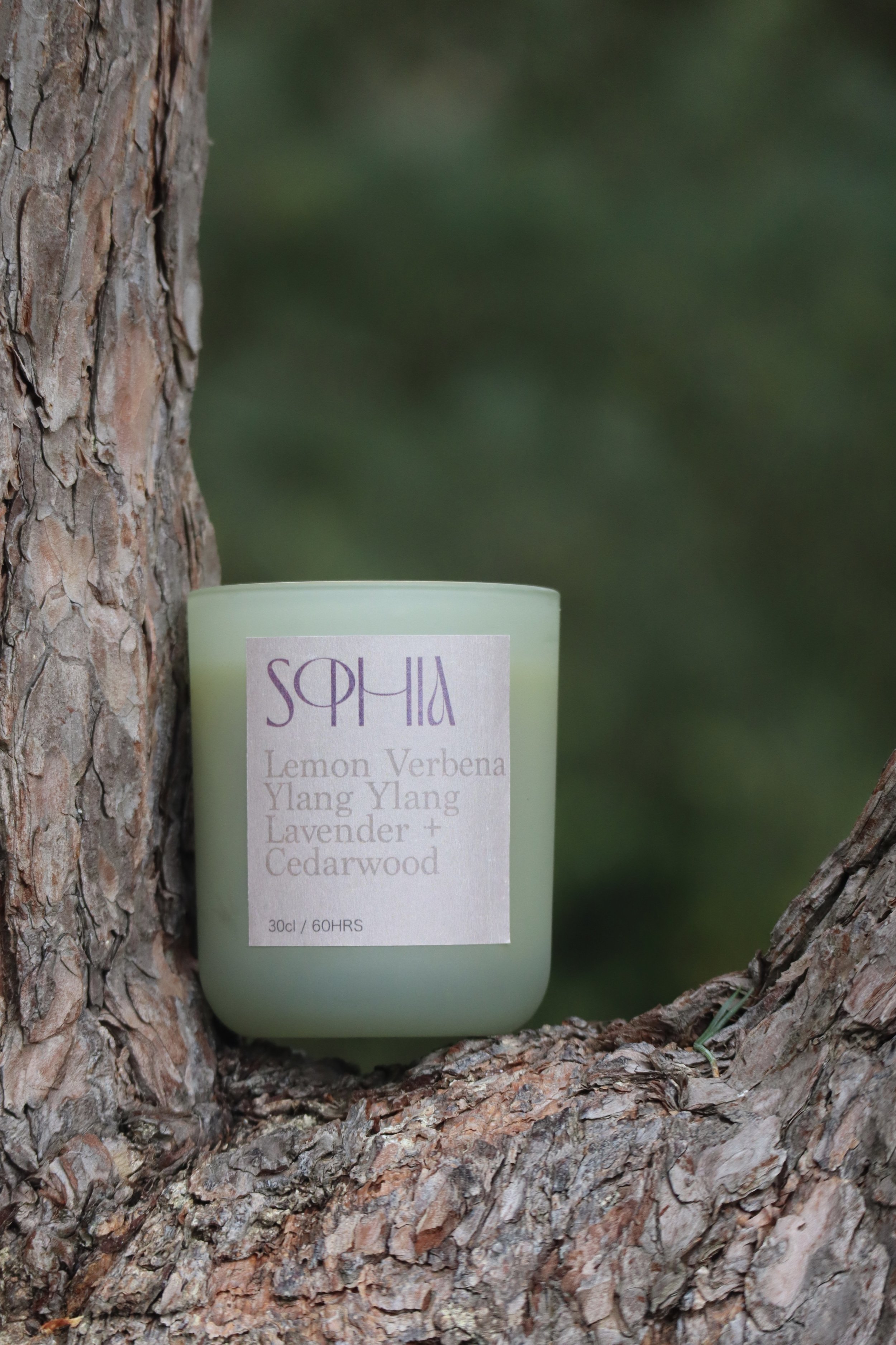 SS Green candle in tree.JPG