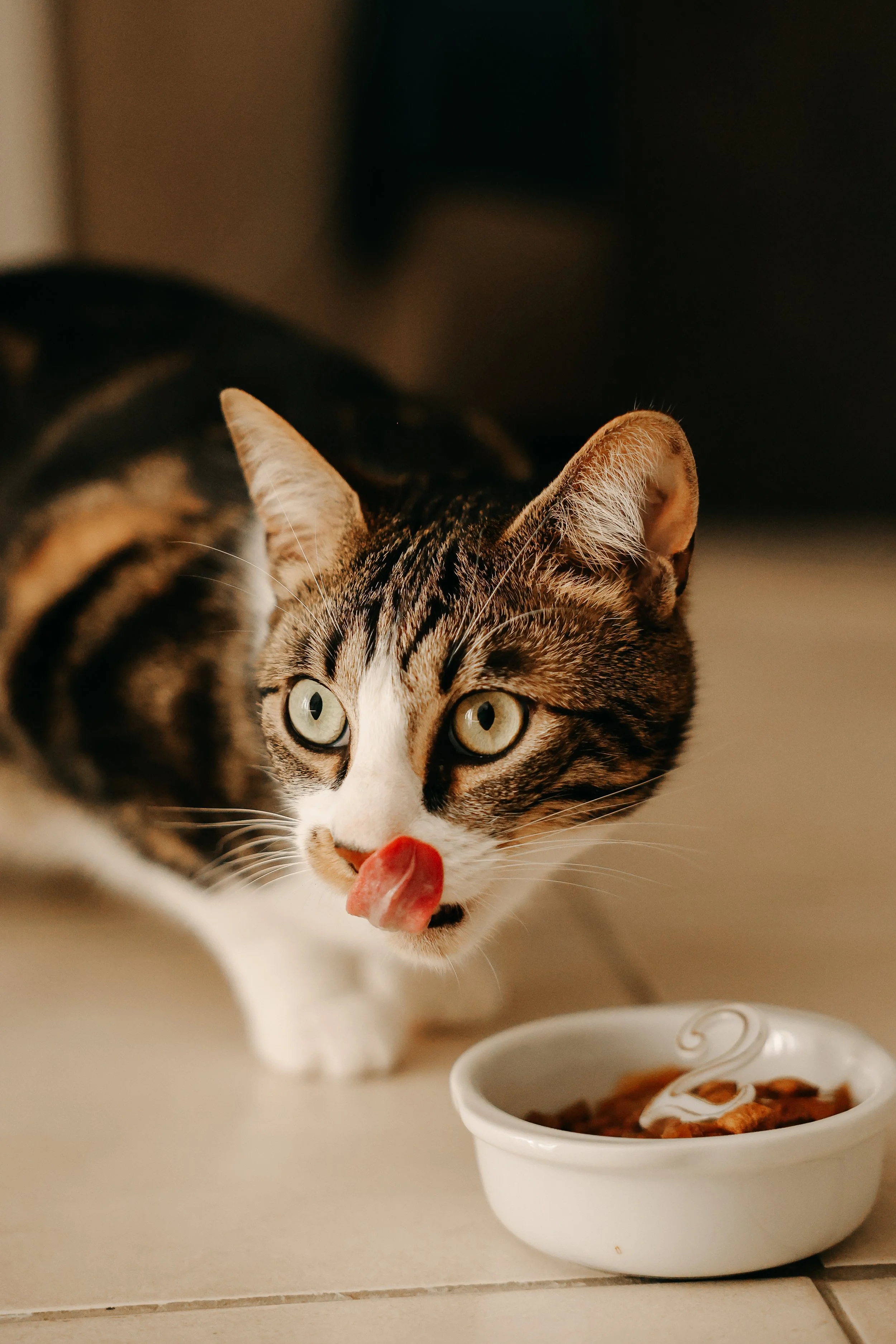 Chat domestique gris, mangeant dans un bol blanc, sa langue sortie. Le bol contient de la nourriture. L'image est prise en gros plan, la tête du chat occupé une partie de l'image.