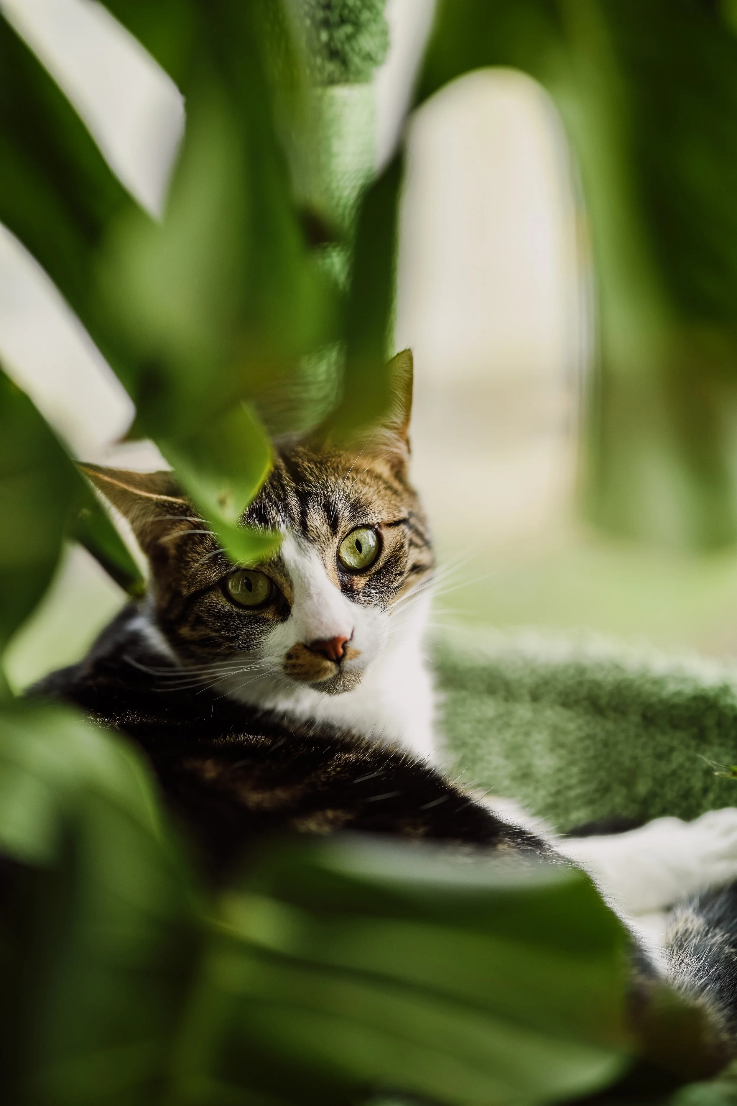 Un chat tigré aux yeux verts se cache derrière des feuilles vertes, regardant vers l'extérieur.