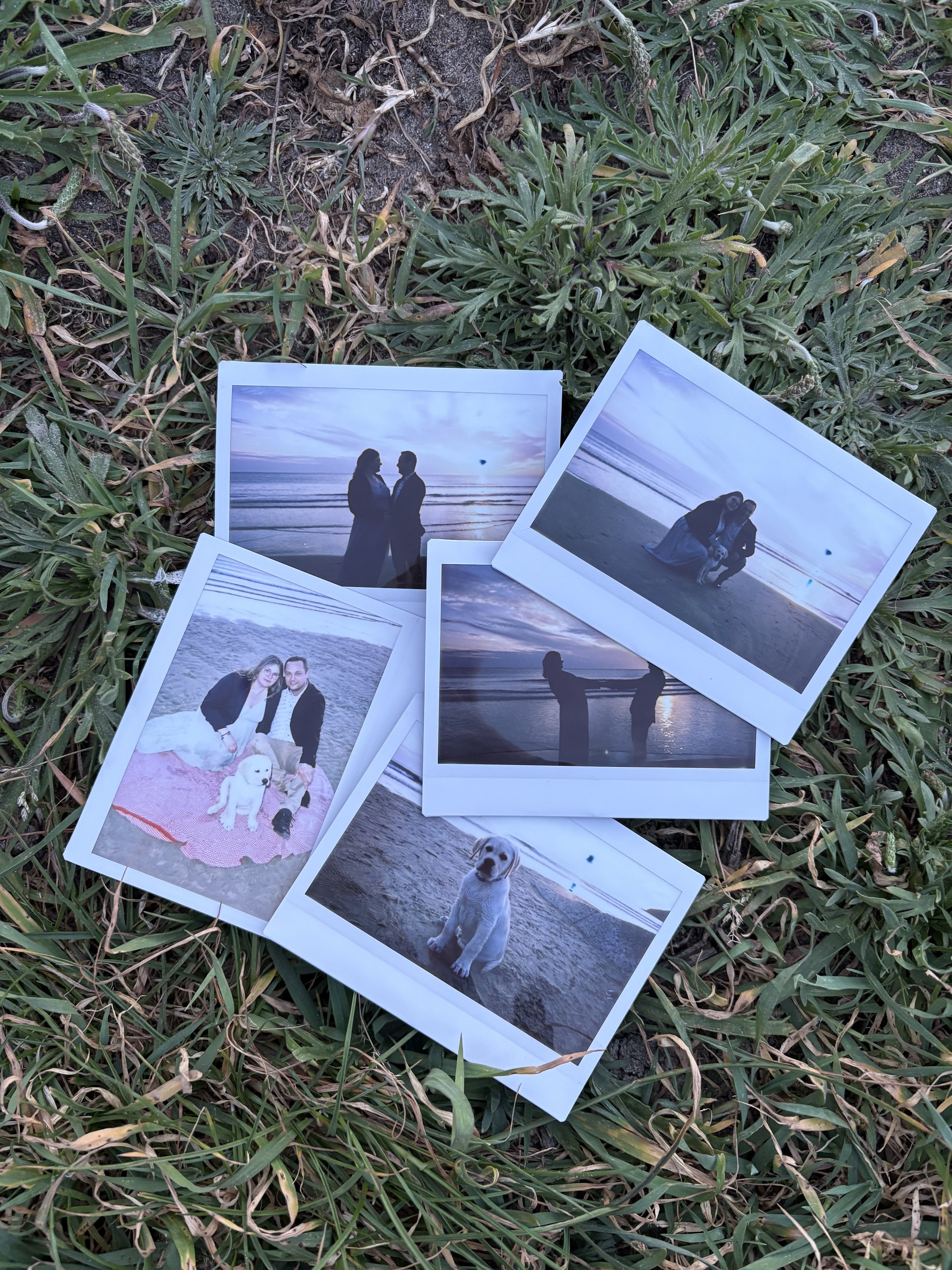 Des photographies de couple, d'une famille avec un chien, et d'un chien seul, sont dispersées dans de l'herbe verte et de la terre.