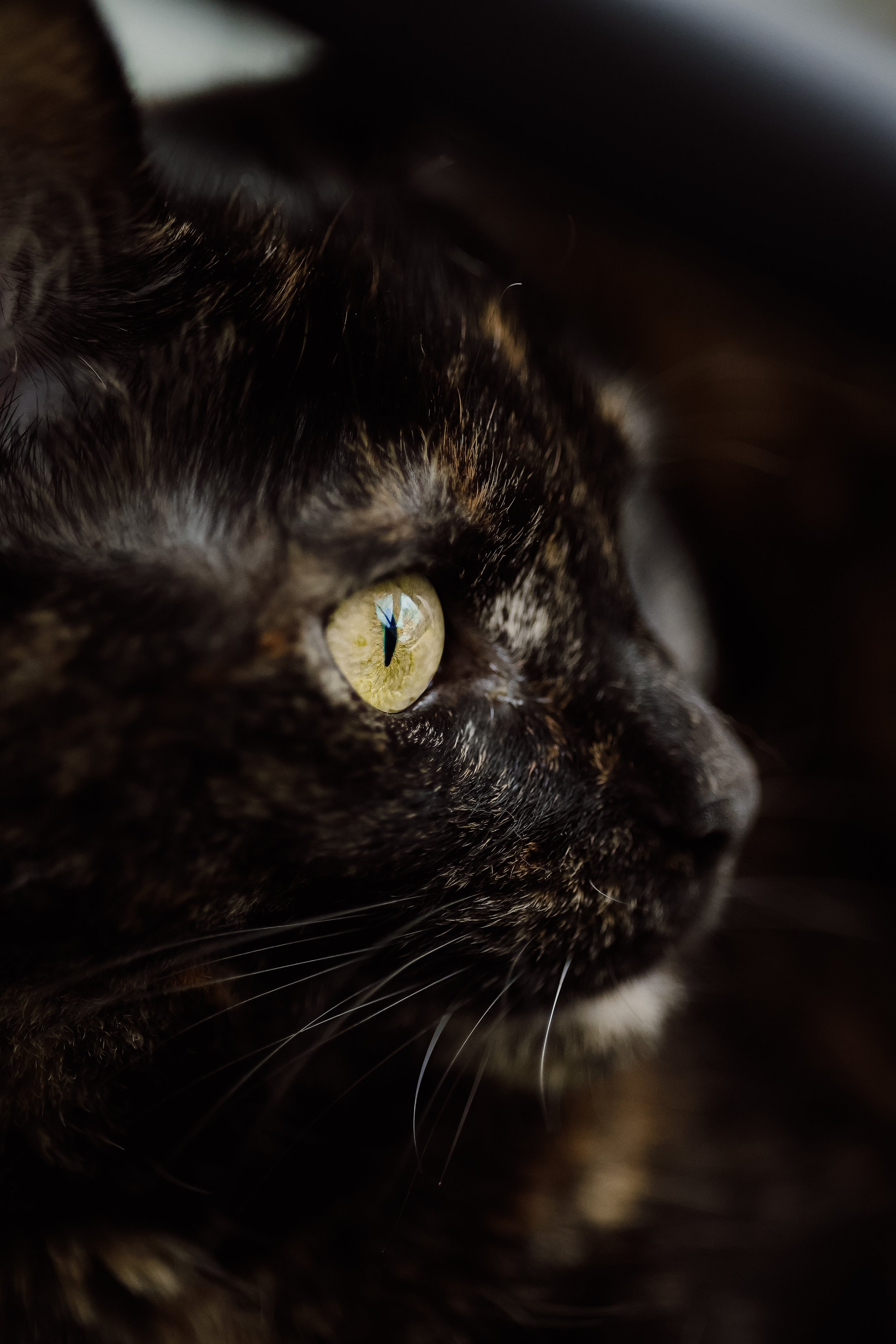 Gros plan d'un chat tigré noir avec des yeux vert-jaune, regardant intensément vers la droite.