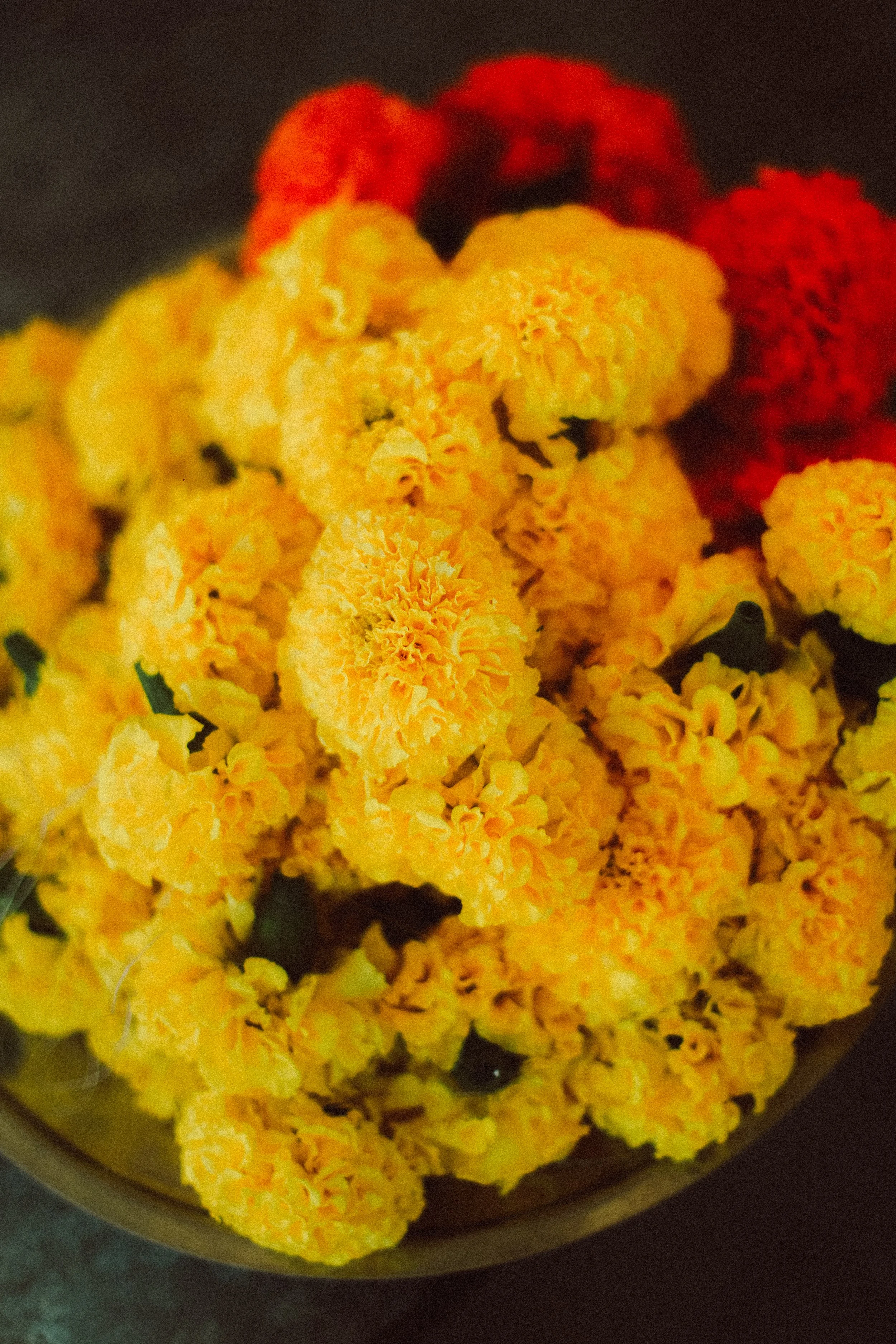 Plongez dans un mariage tamoul à l’île Maurice au temple Sri Mariamman Thirukovil Berthaud à Quatre-Bornes : une cérémonie authentique, colorée et riche en émotions, idéale pour un destination wedding unique.