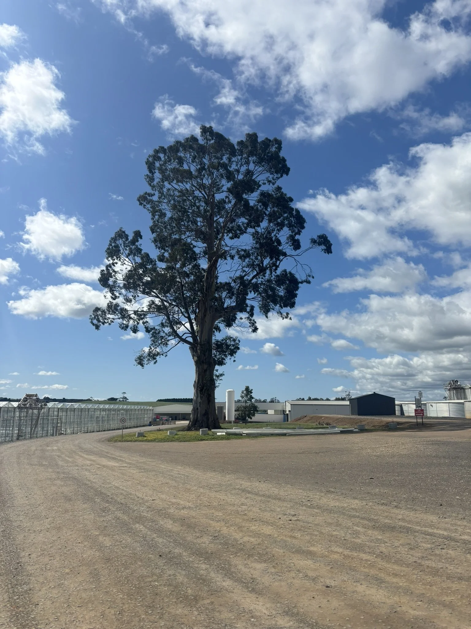A large tree stands beside a dirt road with farm buildings and a greenhouse in the background, under a partly cloudy sky.