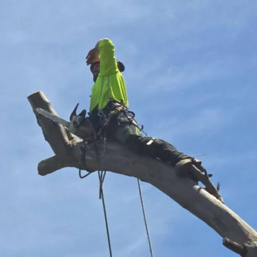 Person wearing a bright green jacket and gray gloves sitting on a large tree branch, looking into the distance against a blue sky.