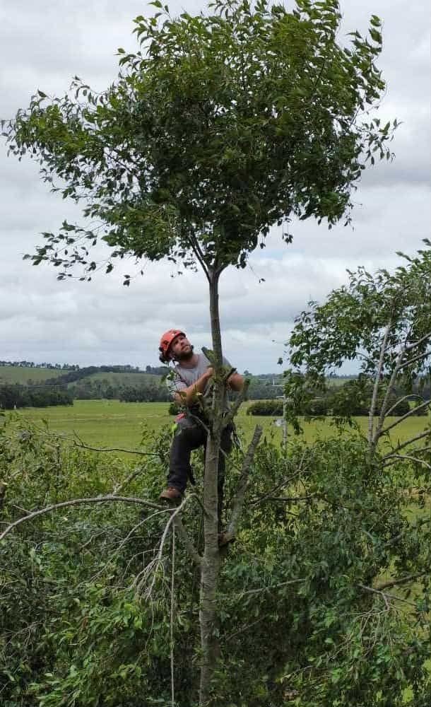 A man climbing a tall tree with a pruning saw and a safety harness, surrounded by green fields and an overcast sky.
