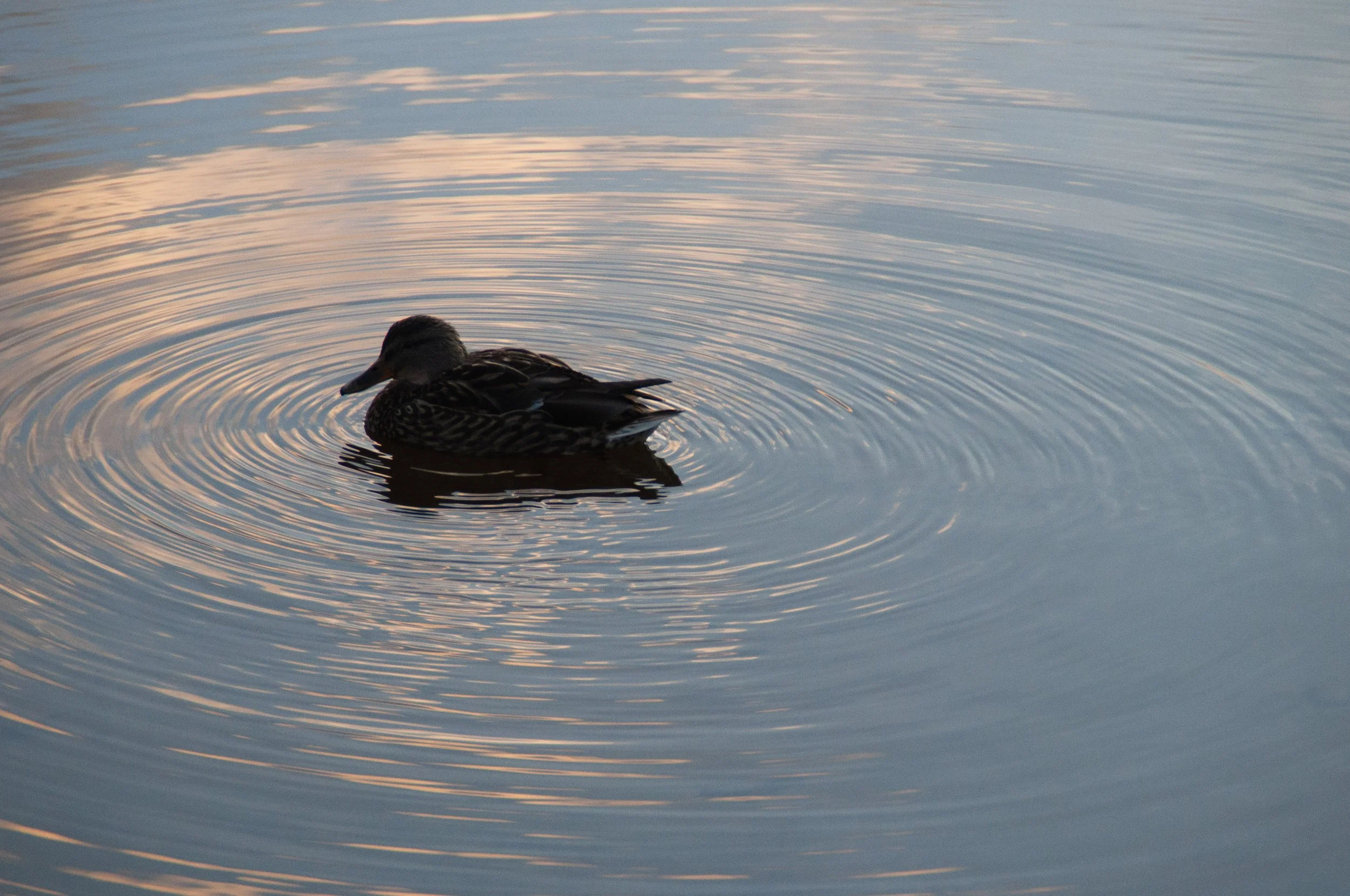 Nature photography