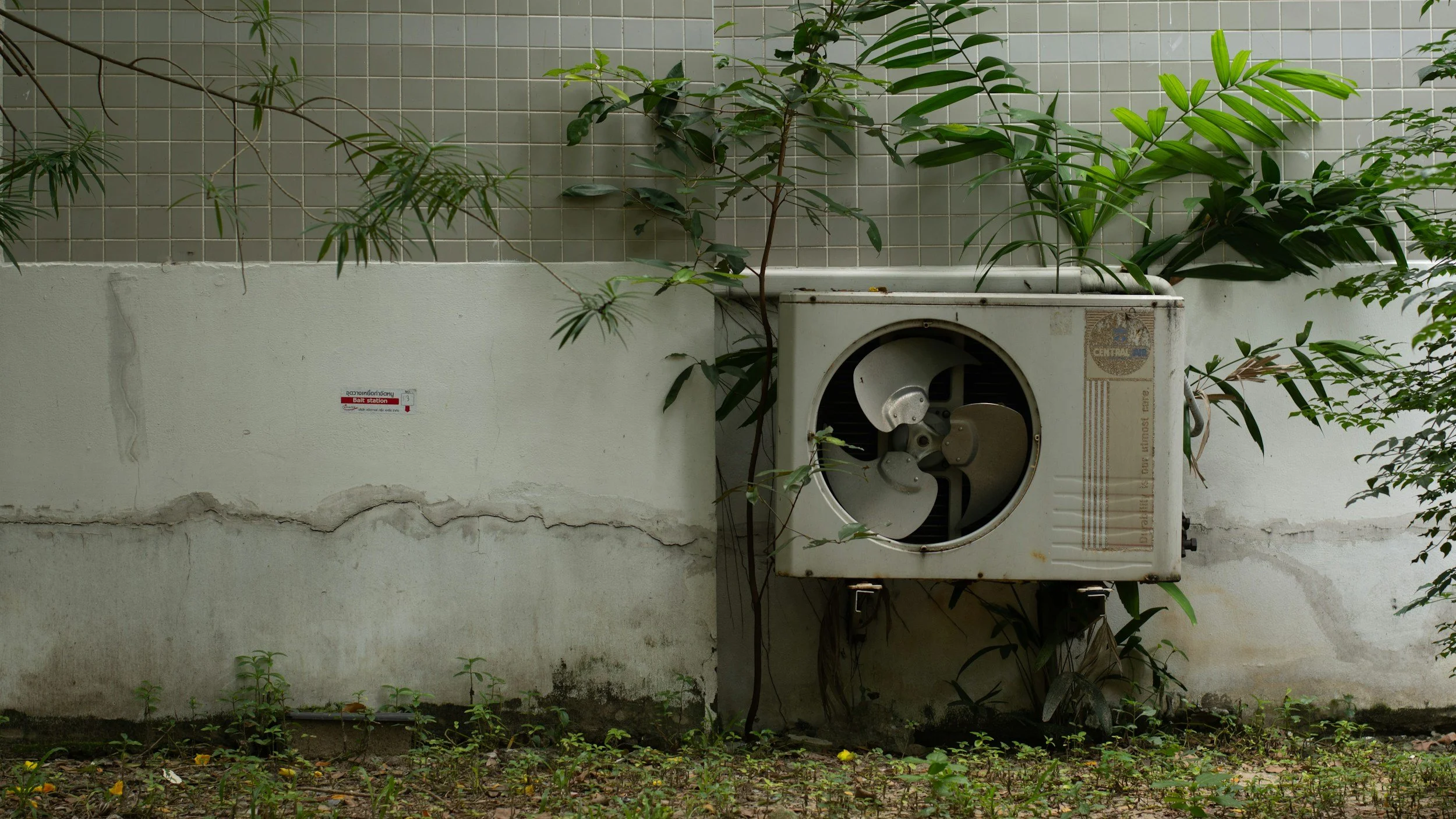 Overgrown outdoor space with a wall-mounted, old, rusty washing machine surrounded by various green plants and small weeds growing at the base, behind a white concrete wall.