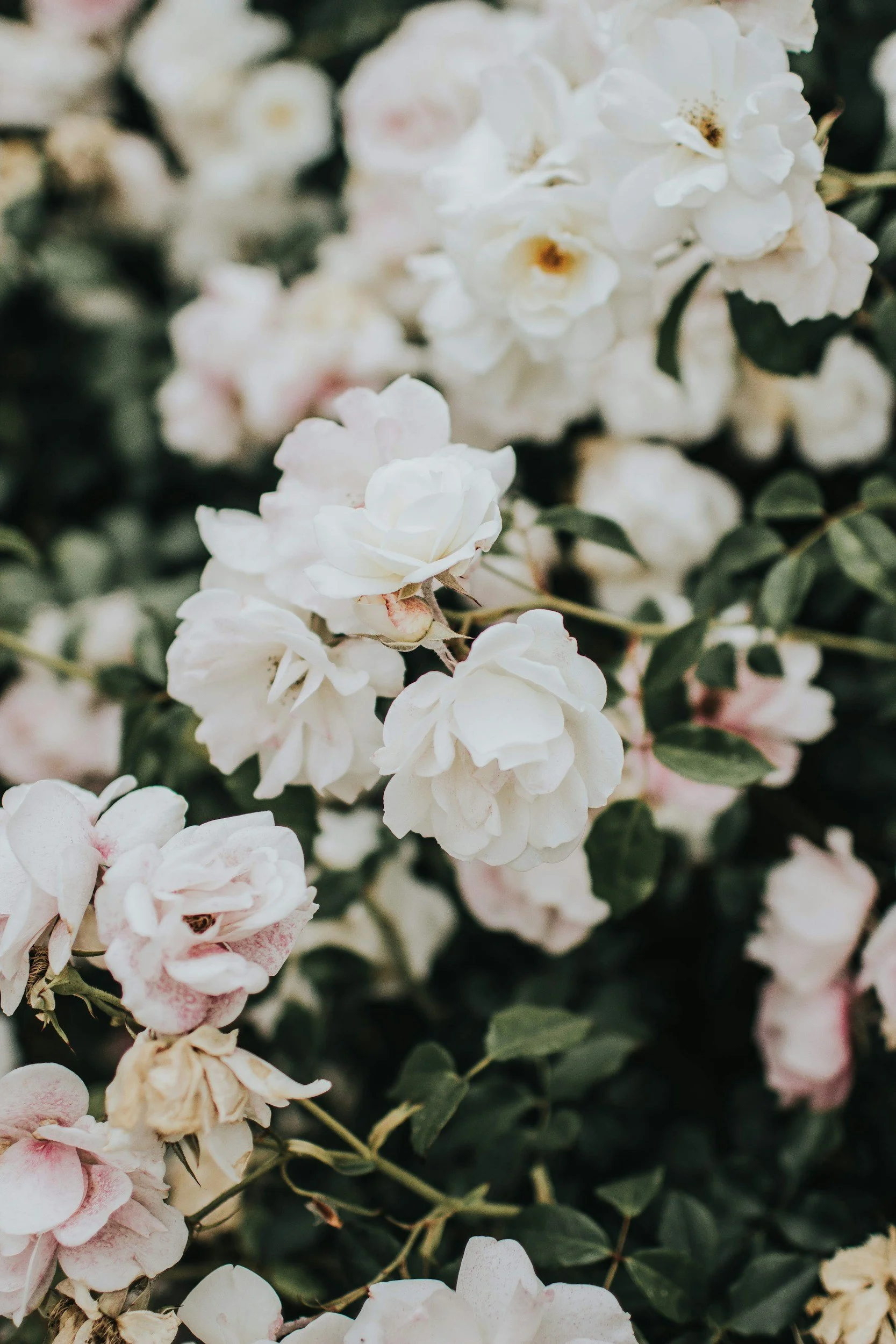 Close-up of white and pale pink flowers with green leaves.
