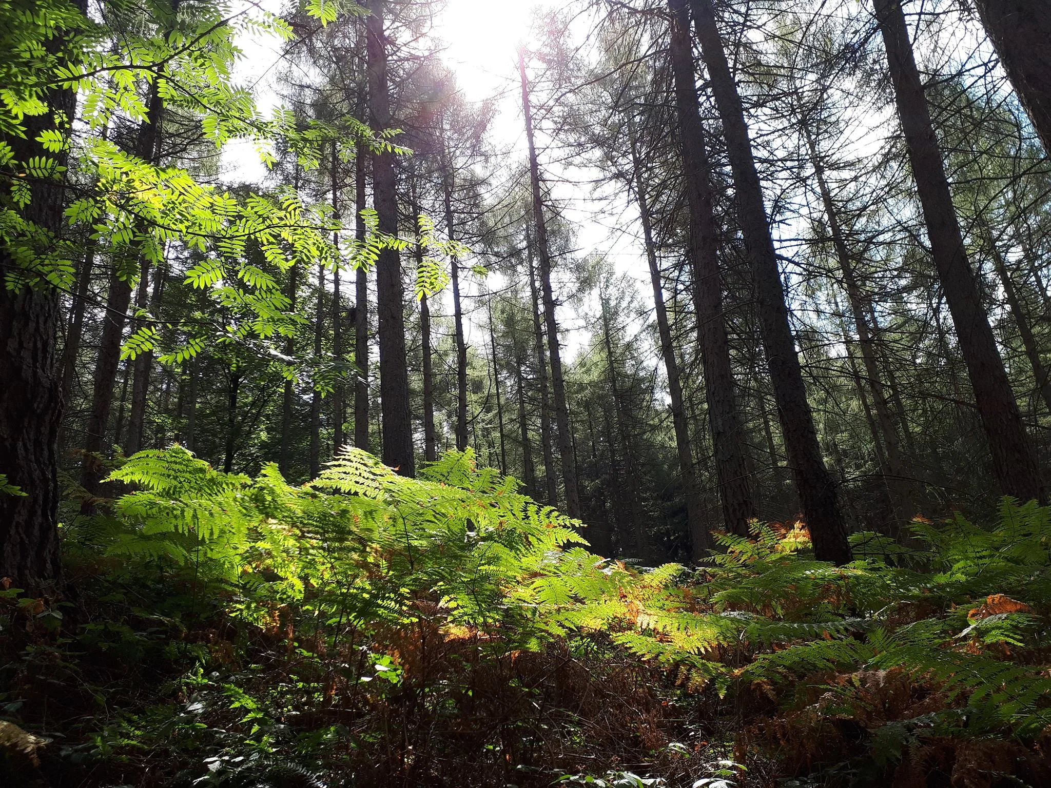 Dichter Wald mit hohen Bäumen, untere Pflanzen und Sonnenlicht durch das Blätterdach