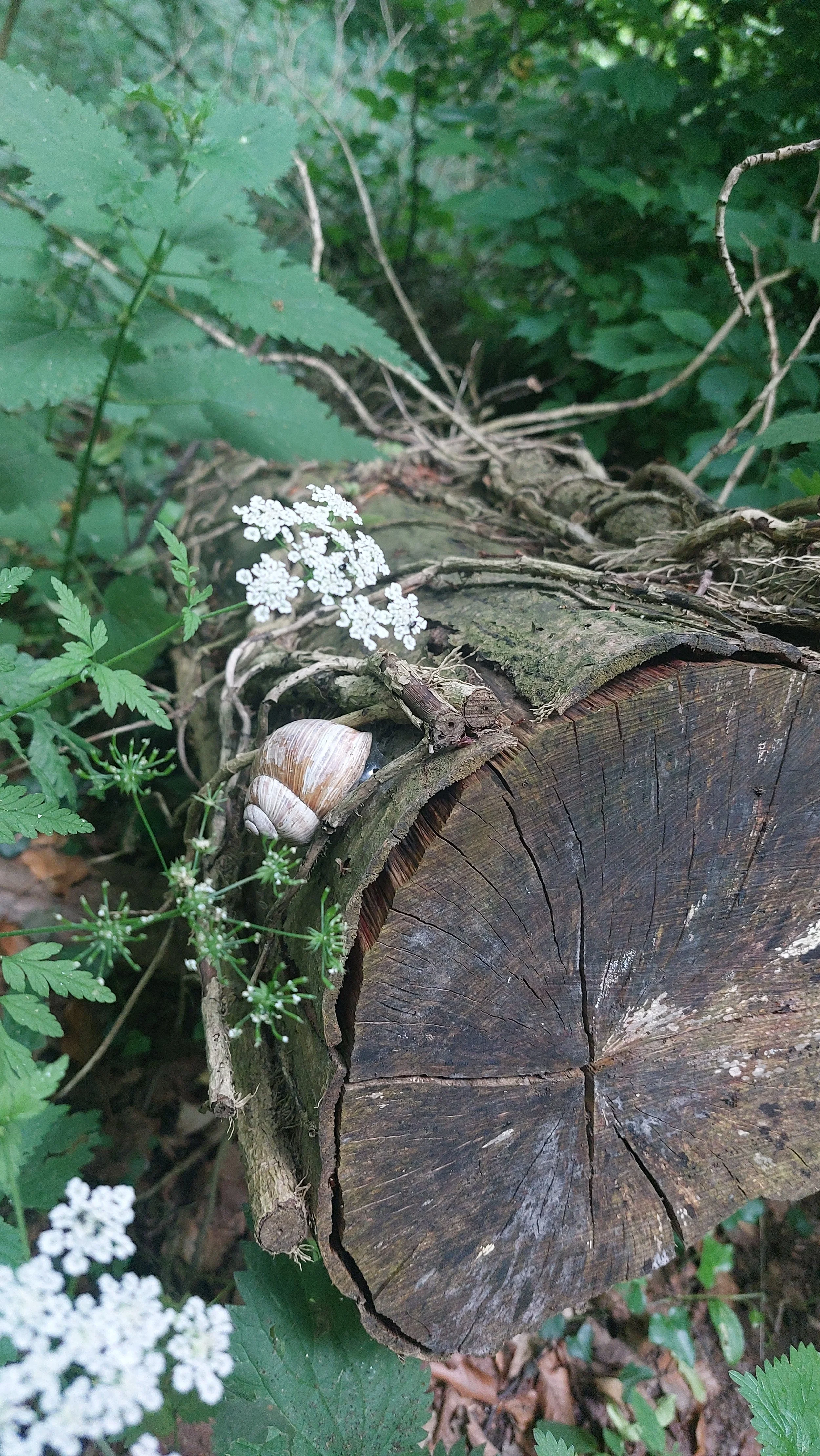 Ein abgehender Baumstamm mit weißen Blüten, Schnecke und grünen Blättern in einem Wald.
