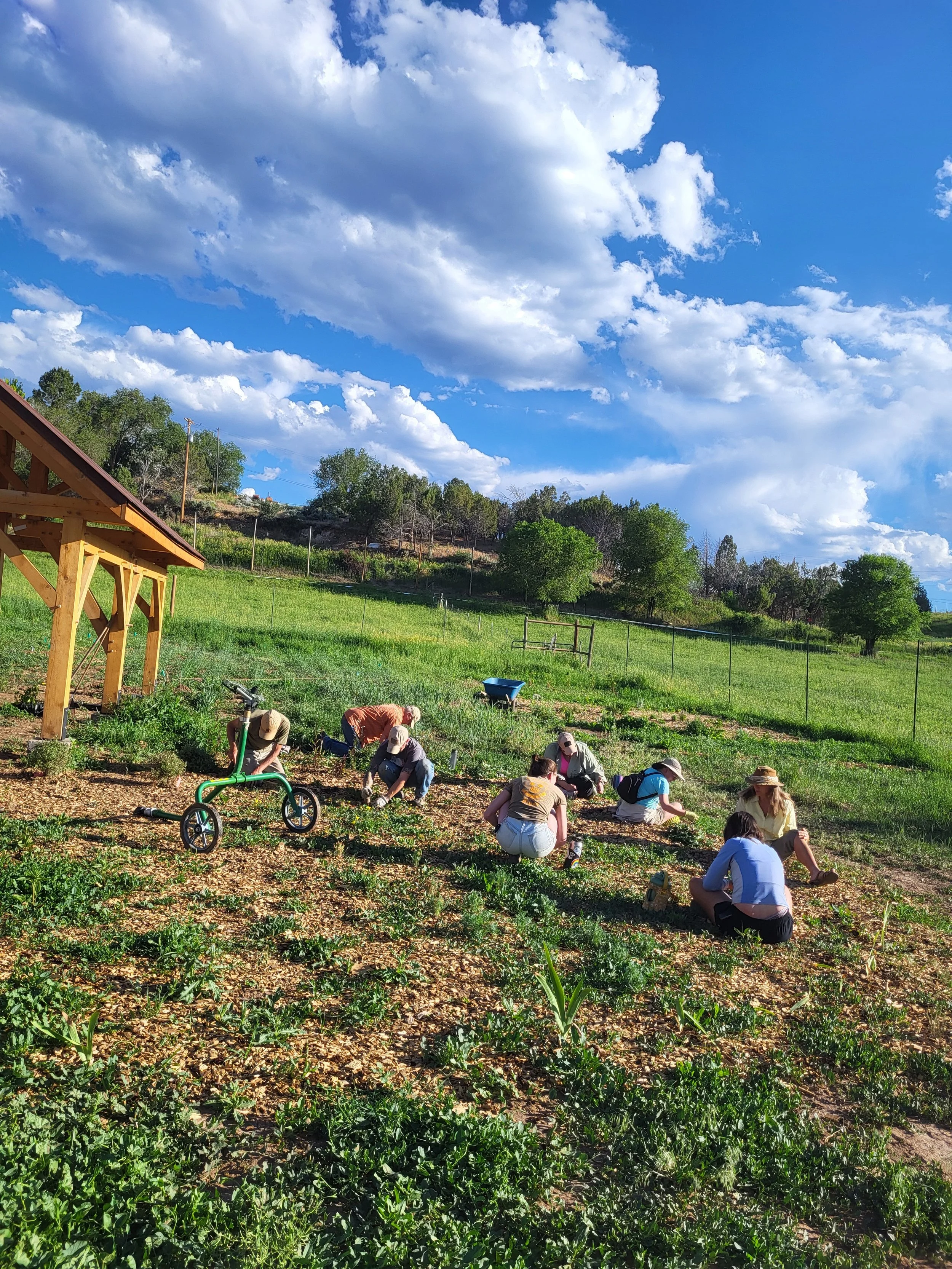 Speed Weeding: Bindweed and Buddies