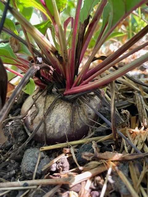 Mariposa Reflections